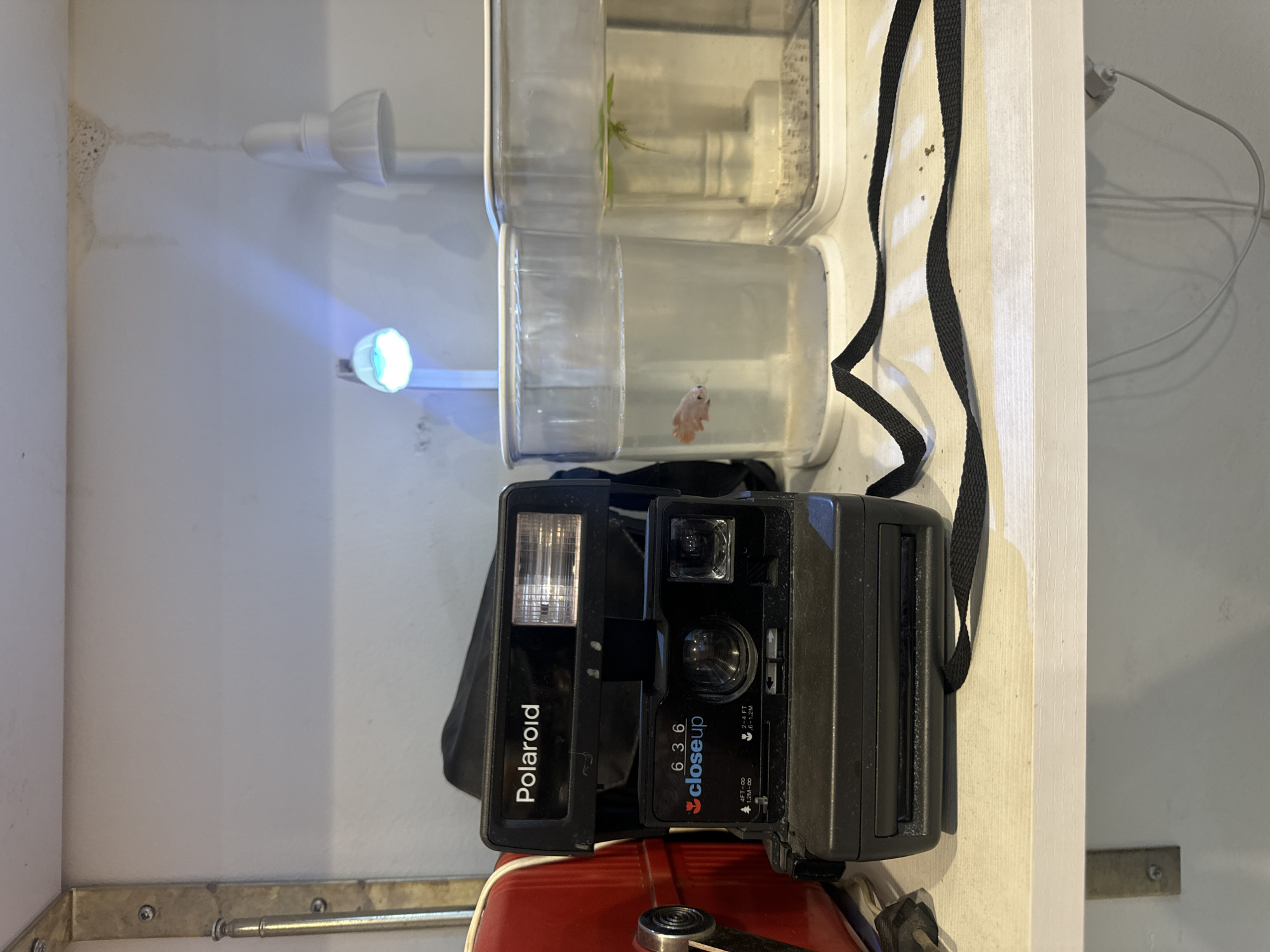 This image depicts a domestic interior scene, located in the city of Moscow, Russia. A white wooden shelf is positioned against a light-colored wall. On the left side of the shelf, a portion of a red container or object with a metallic latch mechanism is visible. Centrally, a black Polaroid 636 Closeup instant camera rests, showing signs of dust accumulation. A black fabric strap from the camera extends across the shelf surface. To the right of the camera, two clear rectangular plastic containers are present. The left container is filled with water and contains a small, light-colored fish, possibly a betta, near the bottom. The water in this container appears slightly opaque or contains fine sediment. The right container also holds water, with a single green aquatic plant floating on its surface and a grid-like pattern visible at its bottom. Above these containers, two small white lamps are mounted on the wall; the left lamp emits a distinct blue light, while the right lamp emits a softer white light. The wall above the containers displays irregular marks and a textured, dried residue pattern. A metal L-bracket secures the shelf to the wall on the far left. Beneath the shelf, a white electrical cable with a plug is visible hanging against the wall.