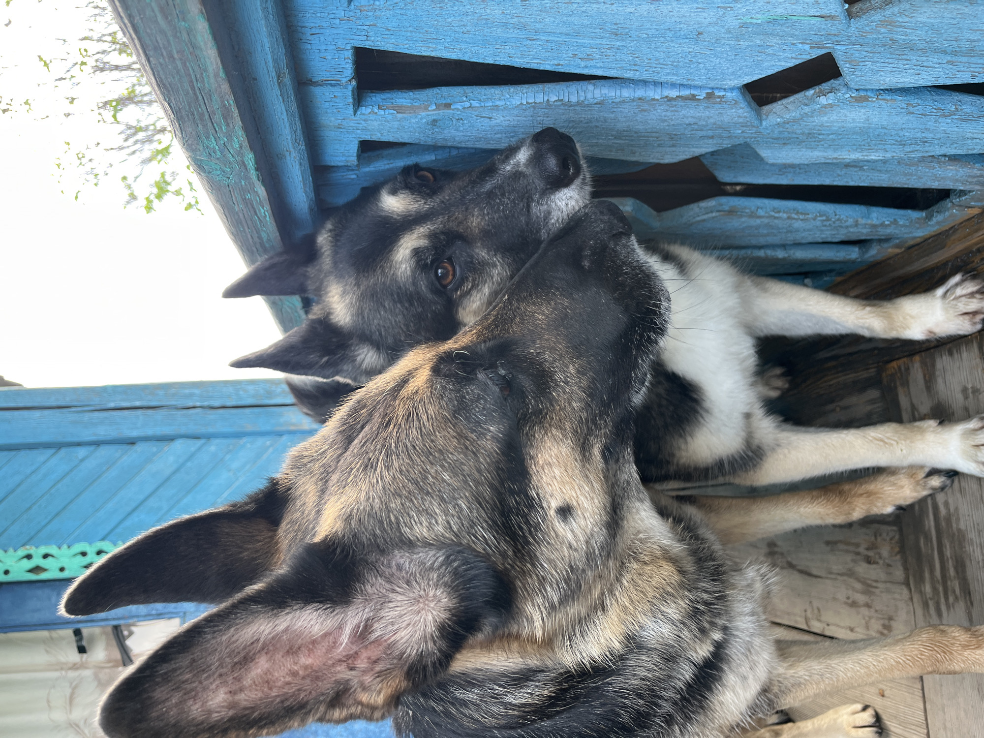Two dogs are standing on a wooden porch next to a weathered blue railing. The dog on the left is a German Shepherd with tan and black fur. The dog on the right has black and tan fur with a white chest and snout. They are both looking in the same direction, towards the right of the frame. The railing is made of wooden planks painted a bright blue, with visible signs of wear and peeling paint. Behind the dogs and railing, a section of a building with a blue-painted door is visible, along with some greenery and sky in the background. The image does not provide any specific information that would indicate its location in Nizhny Tagil, Russia.