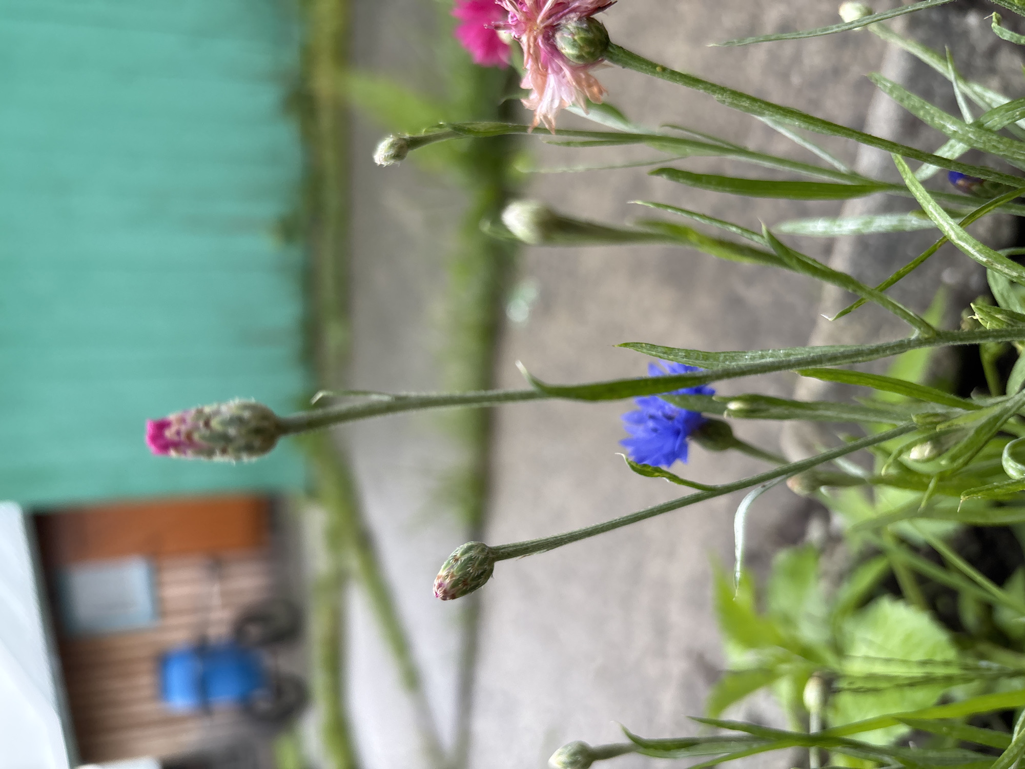 A close-up, low-angle shot focuses on several flower buds and one open flower in the foreground. The flowers are slender with green stems and buds that range from pale green to pink and deep purple. One vibrant blue flower is partially visible. The background is blurred, showing a wooden building with an orange and teal facade, a window, and a blue bicycle parked near it. The ground appears to be paved with concrete or stone. The scene is set in Gonja, Russia, with the building and bicycle suggesting a residential or rural area.