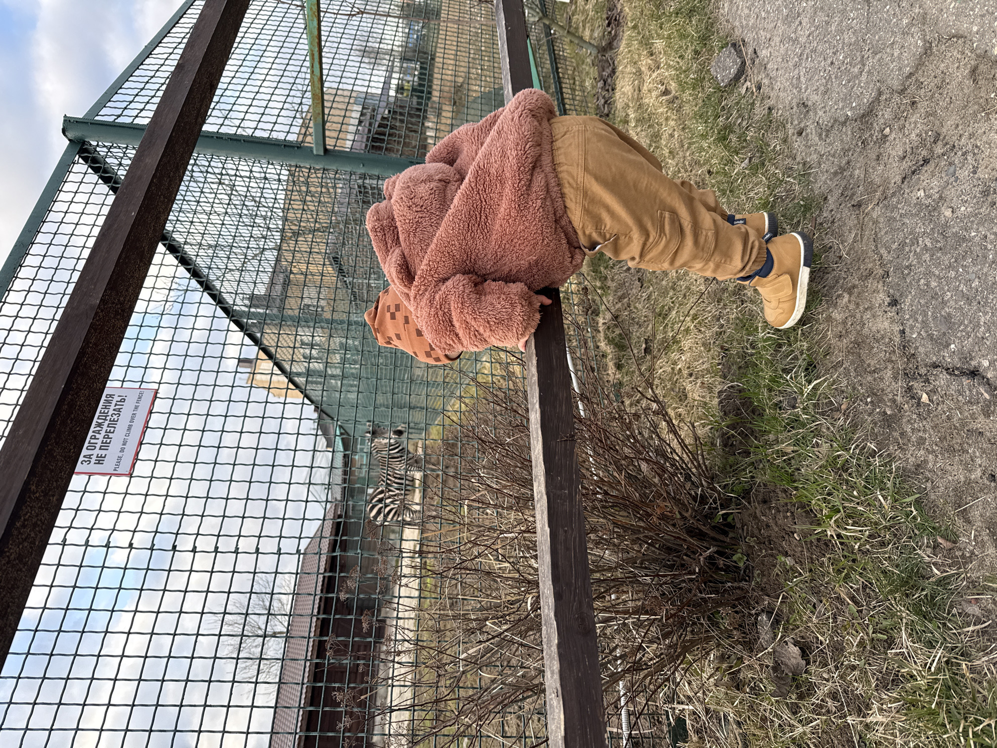 A young child, wearing a fuzzy pink jacket and brown pants, is leaning over a wooden railing, looking into an enclosure at the Yaroslavl' Zoo in Russia. The enclosure has a green mesh fence and a sign that reads "ЗА ОГРАЖДЕНИЯ НЕ ПЕРЕЛЕЗАТЬ!" which translates to "PLEASE, DO NOT CLIMB OVER THE FENCE!". A zebra is partially visible within the enclosure. The ground outside the enclosure is a mix of grass and concrete.
