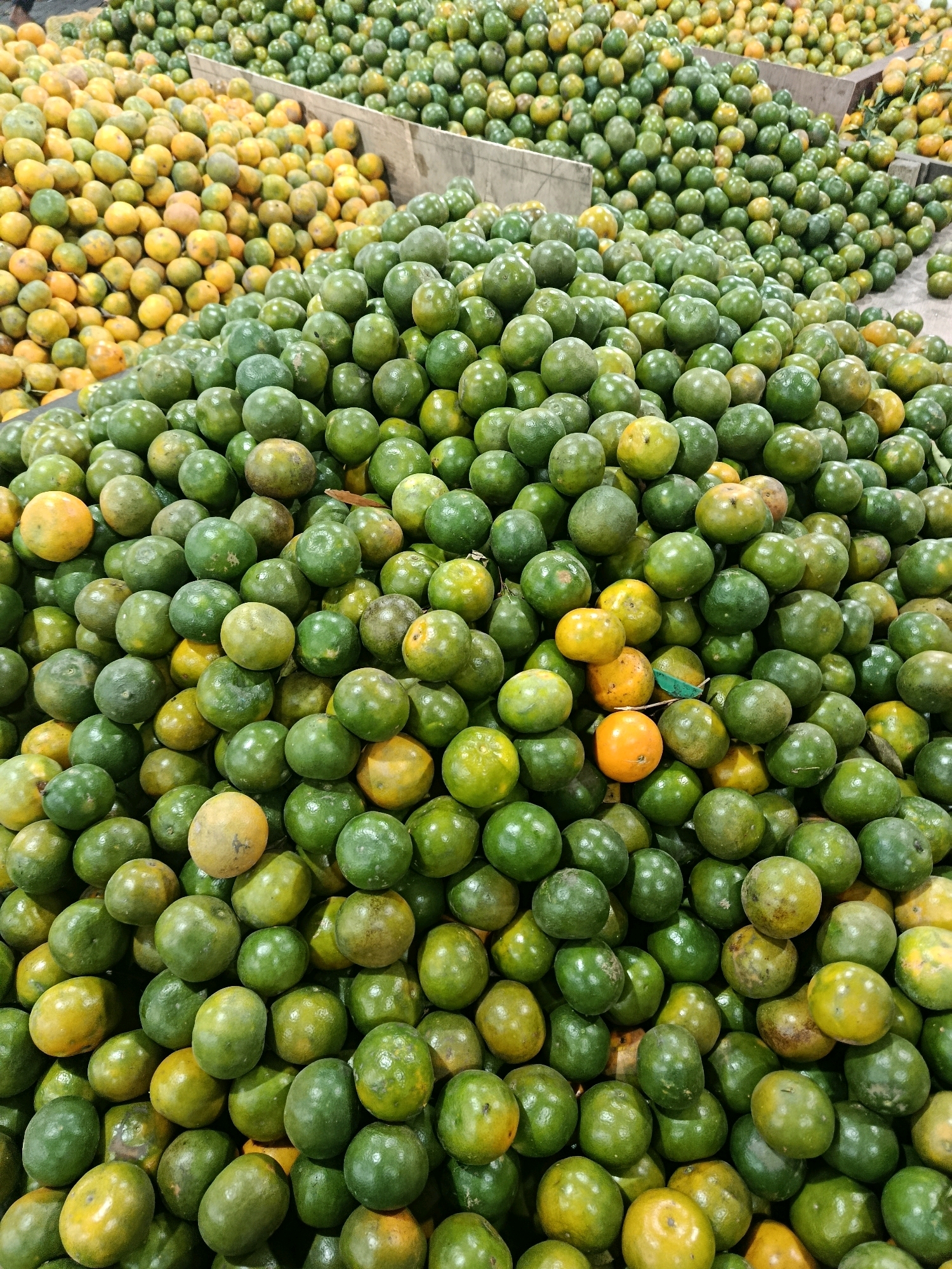 The image shows a large pile of oranges at a market in Malang, Indonesia. The oranges are predominantly green and yellow, with some showing a reddish tint. They are piled high in crates, with some spilling over onto the ground. The market appears to be outdoors, with natural light illuminating the scene. The oranges are the primary focus of the image, and there are no people or other objects visible.