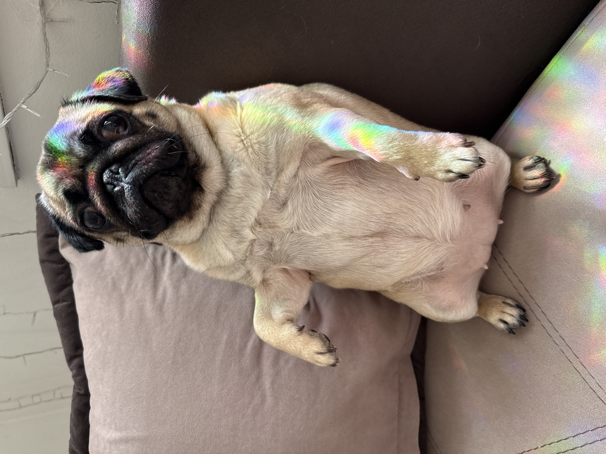 The image shows a pug dog sitting upright on a couch, with its front paws resting on its stomach. The dog's face is partially covered by a rainbow-colored light, creating a prism effect on its fur. The couch appears to be in a living room setting, with a brown upholstered armrest visible on the right side of the frame and a tan pillow on the left. In the background, a string of fairy lights is visible along the wall. The scene does not contain any elements that indicate a specific location in Podgorica, Montenegro.