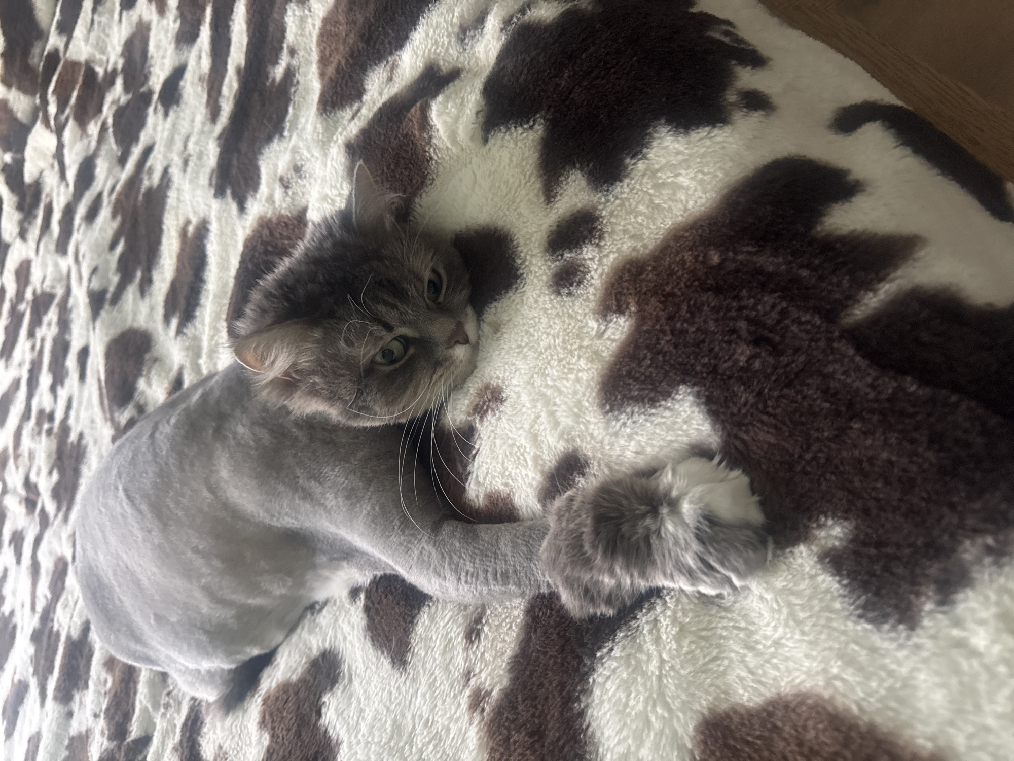 A gray cat with a lion cut rests on a cow-print blanket. The blanket is brown and white. A wood floor is visible in the upper right corner. The location cannot be determined from the image.