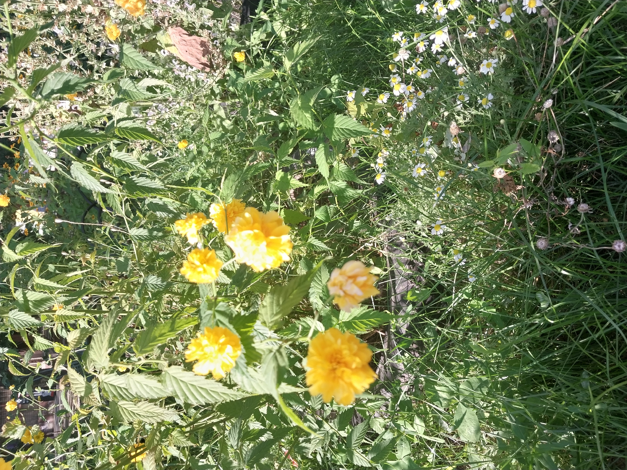 A sunlit, close-up outdoor shot captures a patch of garden in Dnipro, Ukraine, featuring a dense growth of lush green foliage and vibrant yellow flowers. The dominant plants are a shrub with serrated, green leaves and clusters of bright yellow, pom-pom-like blossoms. Interspersed among the larger plants are smaller white and yellow wildflowers, possibly daisies. The ground is covered in thick, green grass and appears to be slightly overgrown. The lighting suggests a bright, clear day, casting subtle shadows. No people are visible in the frame, and the scene is static and natural. The background is a blur of greenery and hints of a wooden fence or structure.