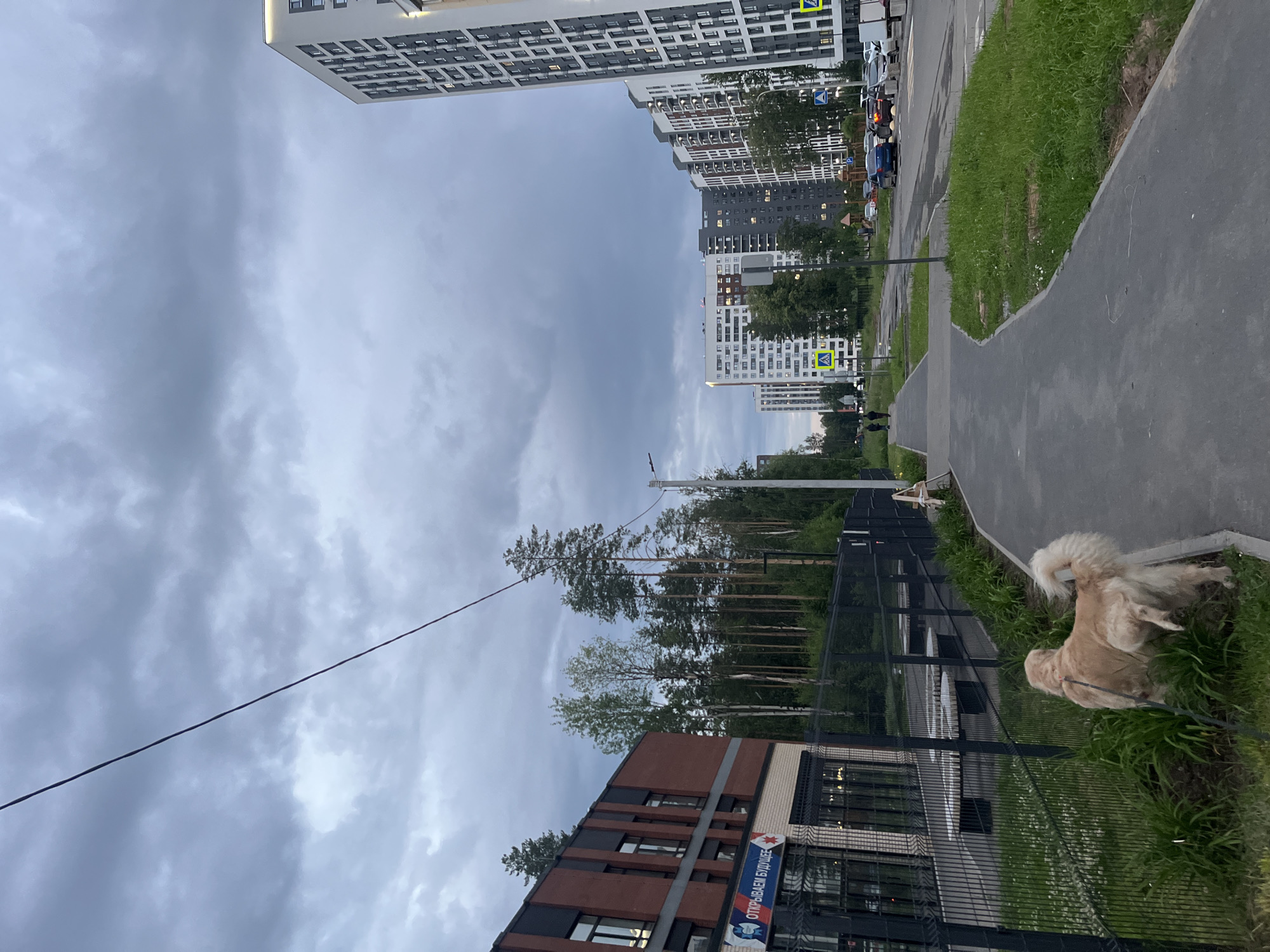 In an urban environment with a cloudy sky, a golden retriever dog on a leash is walking on a sidewalk next to a black metal fence. Behind the fence is a brick building with large windows and a sign that reads "ОТКРЫВАЕМ БУДУЩЕЕ". A row of tall evergreen trees is visible behind the building. Further down the street, there are several multi-story residential buildings, a road with cars, and crosswalks. A power line runs diagonally across the top of the frame.