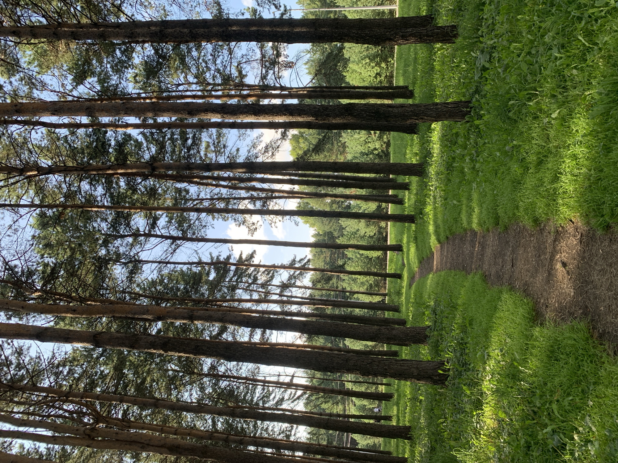 The image depicts a sunlit pathway winding through a pine forest in Prokopyevsk, Russia. Tall, slender pine trees dominate the scene, their bark textured and their branches reaching towards a bright blue sky dotted with white clouds. The ground is covered in lush green grass, interspersed with patches of dirt where the pathway is most prominent. In the distance, a dense line of green trees forms the edge of the forest. The sunlight creates dappled patterns on the path and grass, highlighting the vibrant green of the foliage. There are two indistinct figures visible in the mid-ground, one appearing to be on a bicycle, suggesting a recreational area. Power lines are visible strung between poles on the left side of the image. The overall impression is one of a tranquil, natural setting within or near the city.