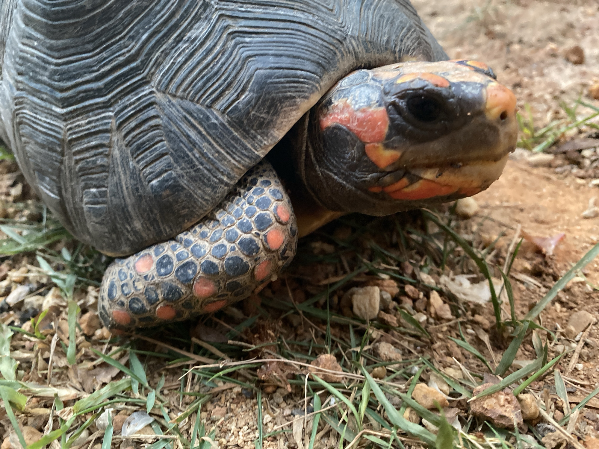 The image features a close-up of a Red-Footed Tortoise. The tortoise has a dark gray carapace with prominent ridges and a black head with red and yellow markings. Its front leg is visible, displaying black scales with red spots. The tortoise is situated on the ground, which consists of small brown rocks, grass, and decaying organic matter. The location is inferred to be Tinaquillo, Venezuela.
