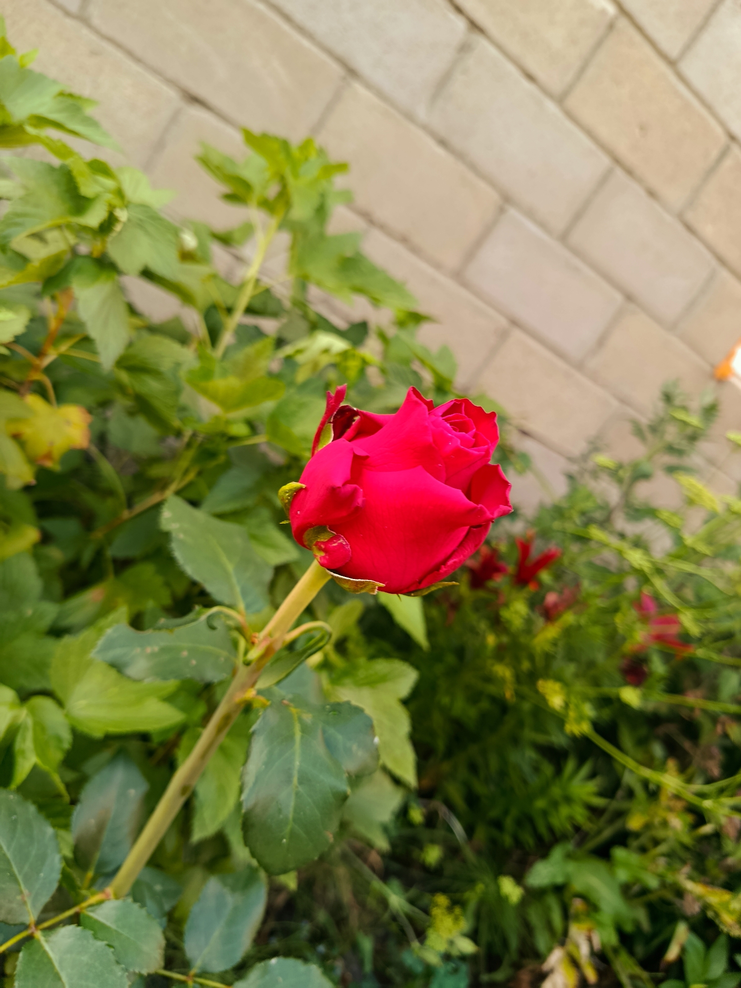 A close-up shot focuses on a single, vibrant red rosebud. The rose is positioned in the foreground, slightly off-center to the right, with its petals tightly furled. Its stem, a light green, is visible stretching downwards and to the left, surrounded by lush green foliage. The leaves are a deep green, with some showing lighter green or yellowish tones, suggesting varying stages of growth or perhaps dappled sunlight.
In the background, a textured wall constructed of light-colored bricks provides a contrasting backdrop. The bricks are arranged in a stretcher bond pattern. Beyond the rose and foliage, other plants and flowers, mostly out of focus, add depth to the scene. Some red flowers, possibly lilies, are subtly visible further in the background, hinting at a garden setting. The overall impression is that of a bright, outdoor scene, likely in a garden or yard, with a focus on the natural beauty of the rose. The lighting suggests it is daytime, possibly morning or late afternoon, given the soft illumination. The setting is identified as Khynochi, Ukraine. There is no visible text in the image.