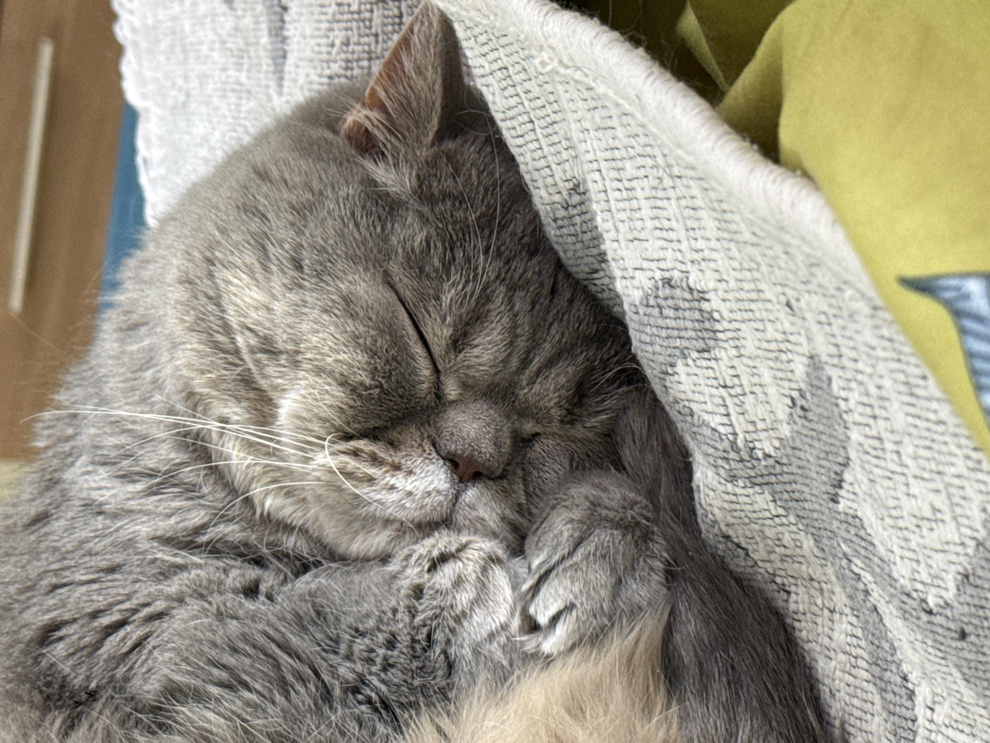 A gray tabby cat is sleeping on a towel and yellow patterned blanket. The cat is curled up, with its paws tucked near its face. Its eyes are closed. The location is unspecified.