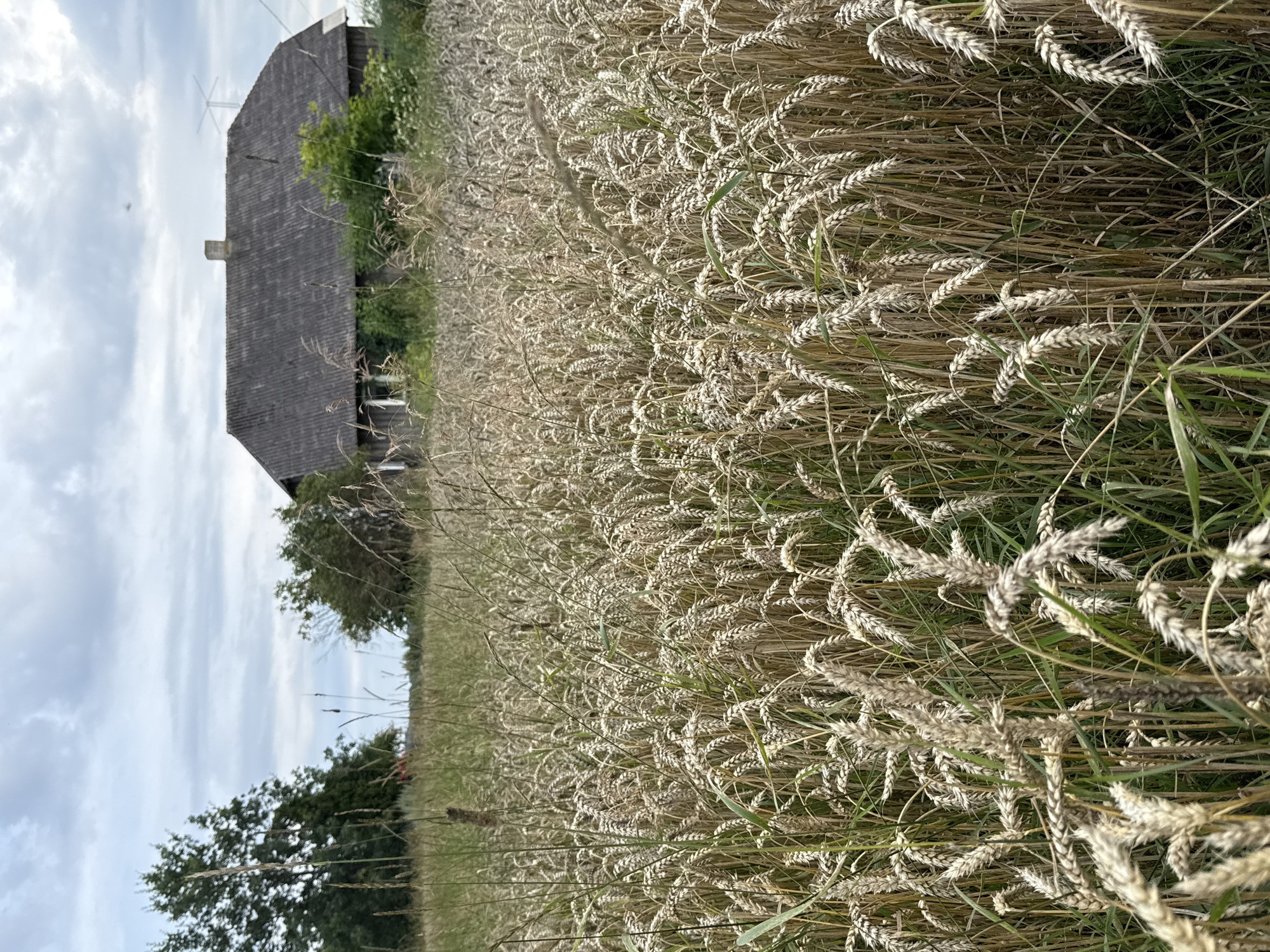 The image depicts a field of wheat in Vikraičiai, Lithuania. A weathered, grey wooden house with a dark, corrugated roof stands in the background, partially obscured by trees and the wheat field. The house has a prominent chimney and visible window frames. In the distance, above the house and to the right, a large wind turbine is visible against a cloudy sky. The foreground is dominated by the dense wheat crop, with stalks and seed heads reaching towards the camera. Some green foliage and taller grasses are interspersed within the wheat. The overall impression is one of a rural landscape under an overcast sky.