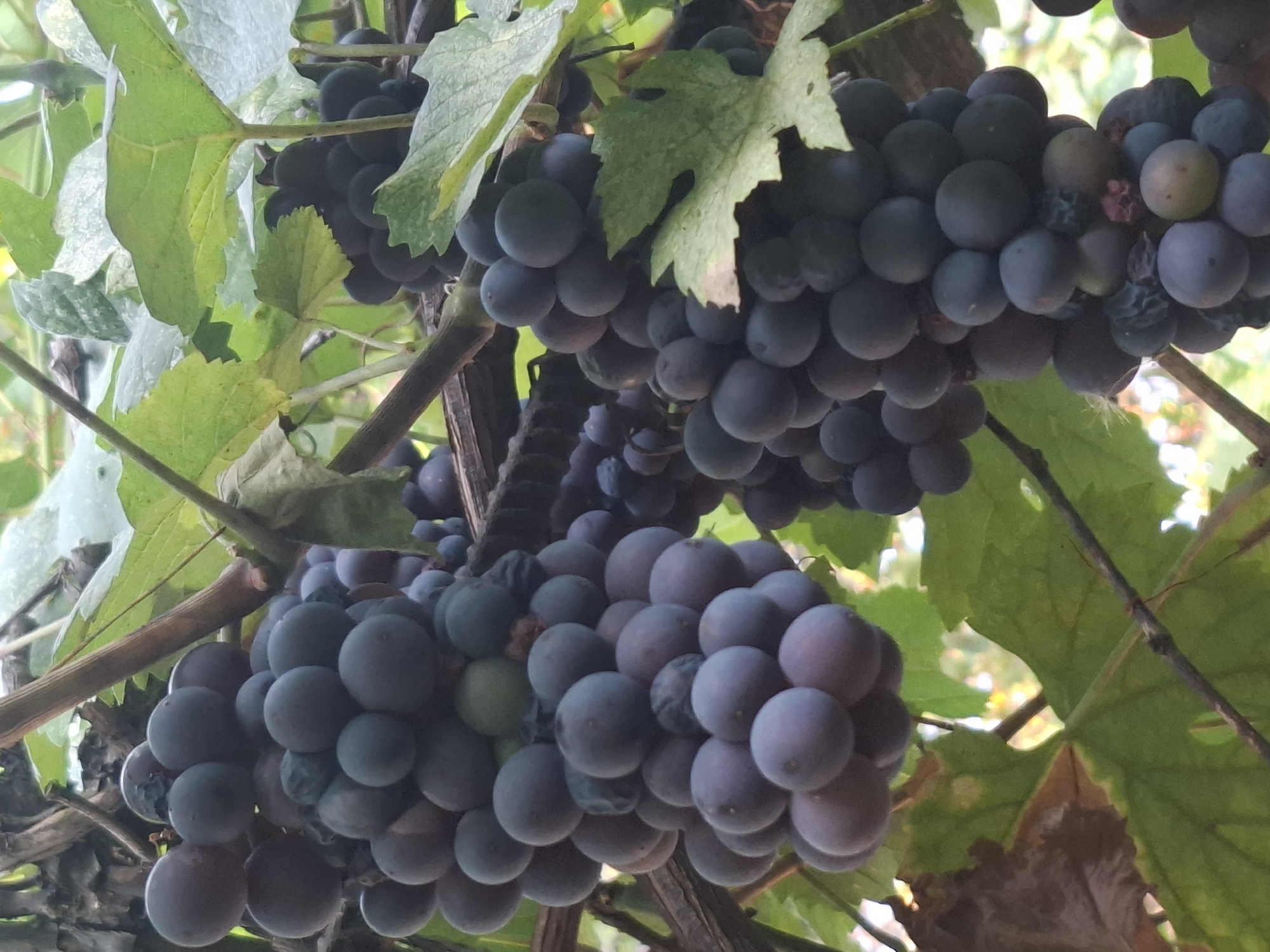 This is a close-up, eye-level photograph of several clusters of ripe, dark purple grapes hanging from vines. The grapes are plump and round, with a powdery bloom on their surfaces, indicating they are ready for harvest. Some leaves are visible, interspersed with the grape clusters, and appear to be a healthy green color. The background is blurred, suggesting the photograph was taken outdoors in natural light. The overall impression is one of abundance and ripeness. The specific location in Almaty, Kazakhstan, is not discernable from the image itself.