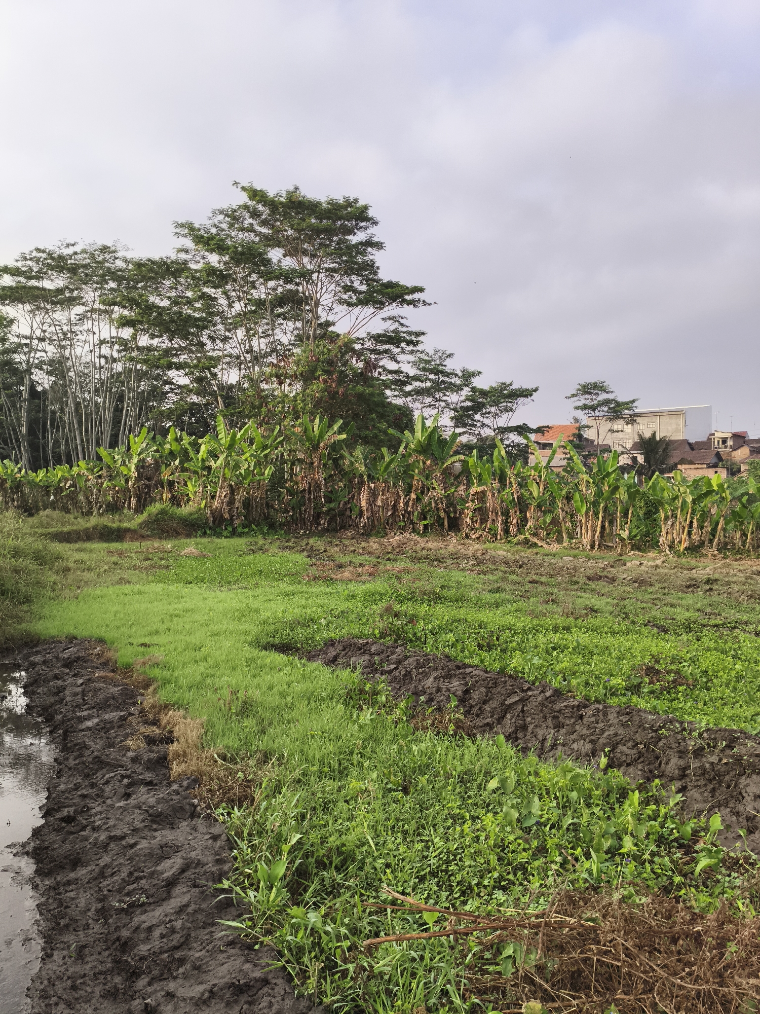The image depicts an agricultural scene in Magelang, Indonesia. In the foreground, a muddy trench runs diagonally from the bottom left, filled with murky water. Adjacent to the trench is a patch of vibrant green grass, followed by rows of tilled soil interspersed with low-lying green vegetation. In the mid-ground, a dense row of banana trees, some with brown, withered leaves, forms a natural barrier. Behind the banana trees, a line of tall, slender trees with sparse foliage stands out against the sky. In the background, buildings characteristic of a residential area are visible, including houses with reddish-brown tile roofs and a larger, modern building with a white facade. The sky is overcast with diffused light. The scene suggests a rural or semi-rural environment on the outskirts of the city.