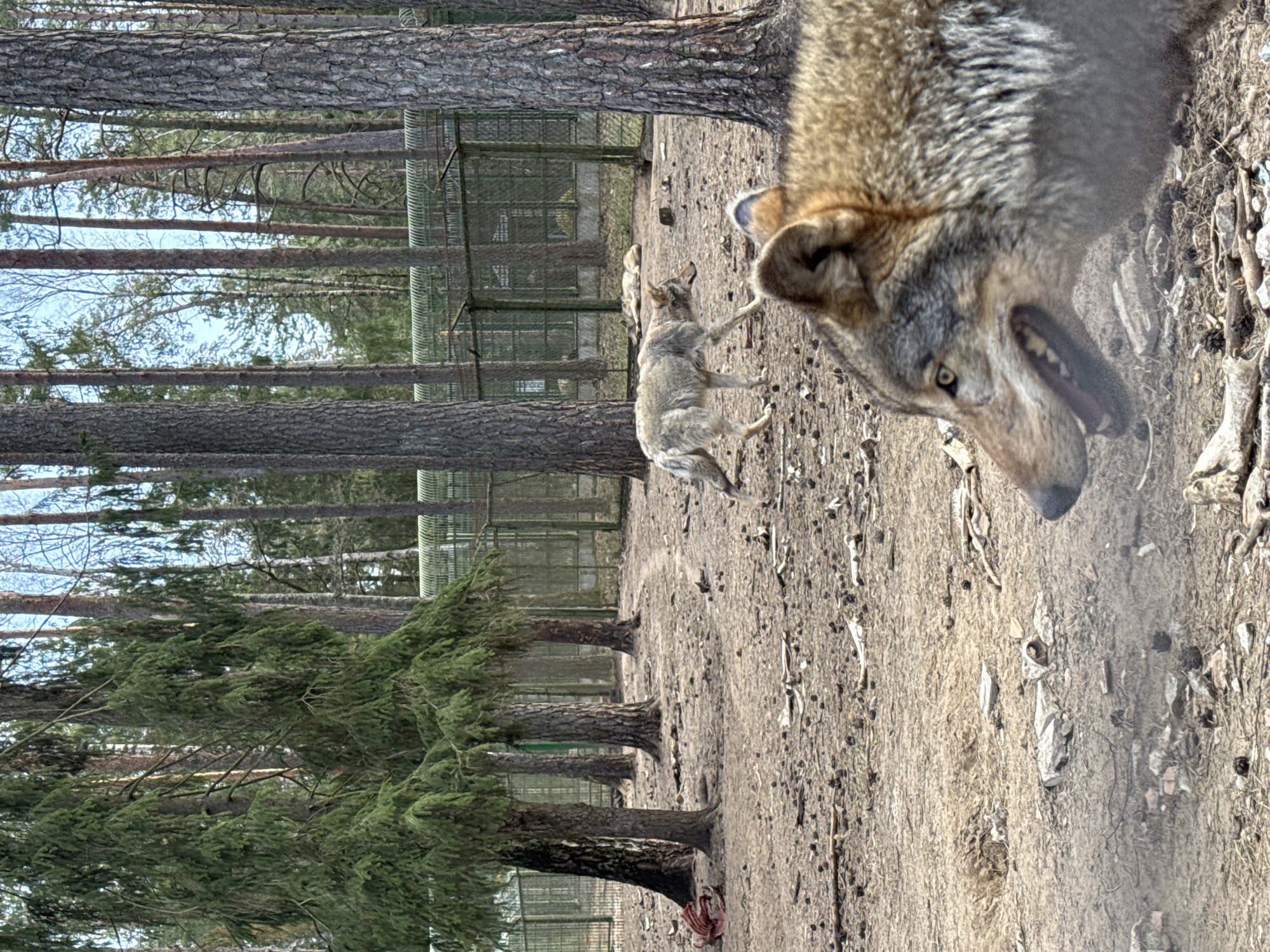 The image, taken in what appears to be an enclosure located in Камянюцкі сельскі Савет, Belarus, shows a close-up view of an adult wolf with its mouth open, positioned prominently in the foreground. A second wolf is visible in the middle ground. The background consists of a fenced enclosure with trees. The ground is covered in dirt and scattered debris.