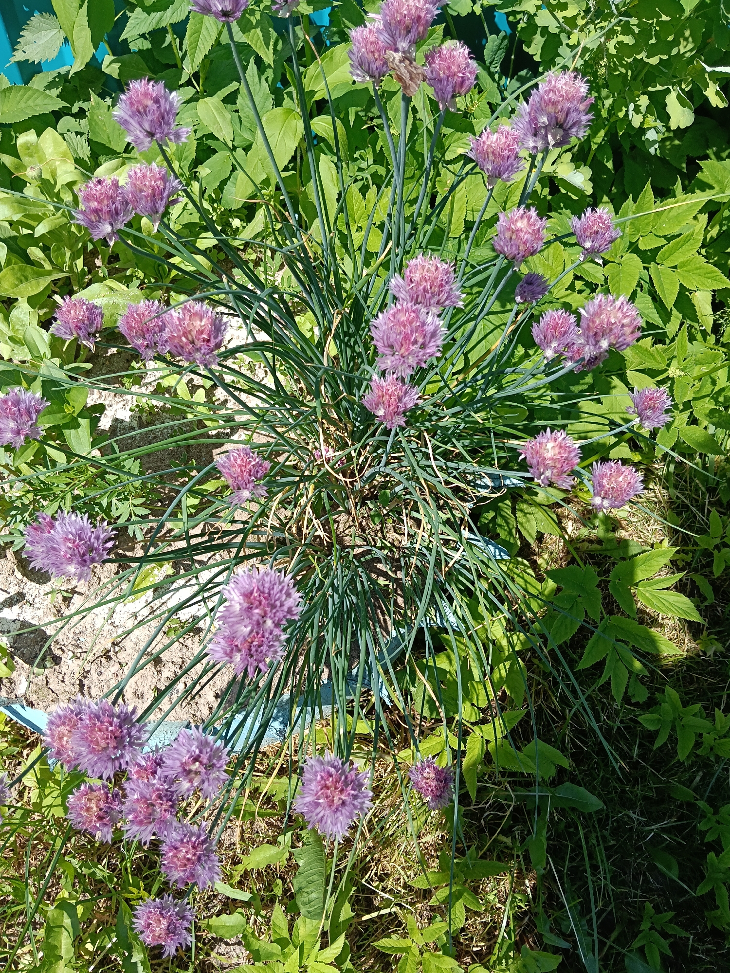 The image depicts a thriving clump of chive (Allium schoenoprasum) plants in bloom, located in the city of Красный Маяк, Russia. Approximately 40-50 spherical, frilly inflorescences, ranging in color from pale lavender to magenta, are visible across the frame. These flowers are supported by numerous slender, tubular, green stalks that emanate from a central base, forming a dense cluster.
The immediate ground surrounding the chives consists of irregular patches of light brown soil or sand, interspersed with diverse green foliage from various other plants and weeds. These background plants display a range of leaf shapes, from broad and serrated to smaller, smoother forms, creating a natural, somewhat wild garden environment. A segment of light blue plastic pipe or trim is partially visible embedded in the soil beneath the chive stalks, primarily in the lower-left and central-right portions of the frame.
The scene is illuminated by bright, direct sunlight, casting defined shadows on the ground and lower foliage, indicating an outdoor setting on a clear day. No people or animals are present in the image, and no specific actions or interactions are depicted.