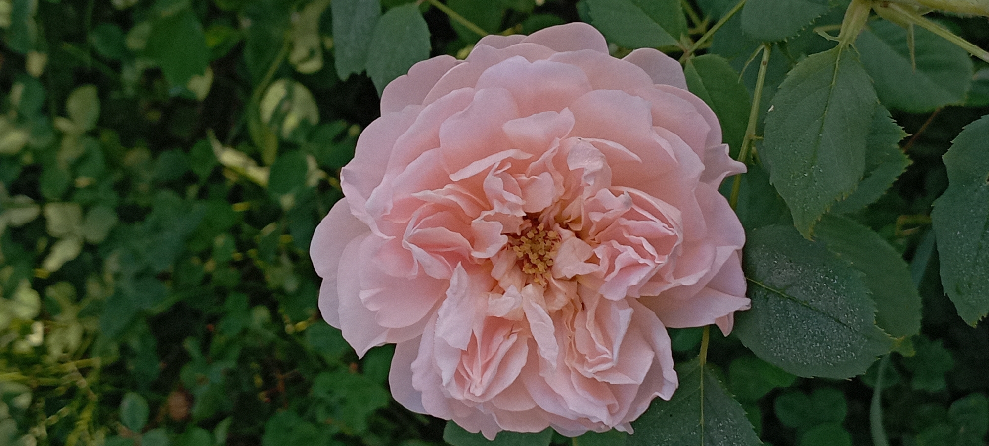 A close-up, vertical, full-frame shot displays a soft pink rose in bloom against a blurred background of lush green foliage. The rose, positioned centrally, is fully open, revealing its intricate layers of delicate petals. The petals are a pale pink, with some showing a slightly translucent quality. In the center of the rose, a cluster of yellow stamens is visible. The rose's leaves, a deep green, are visible at the bottom of the frame, some with tiny water droplets on their surfaces, suggesting dew or recent rain. The background is a bokeh of darker green leaves, hinting at a garden setting. The image does not contain any people or specific landmarks that would indicate a location within the city of Radisne, Ukraine.