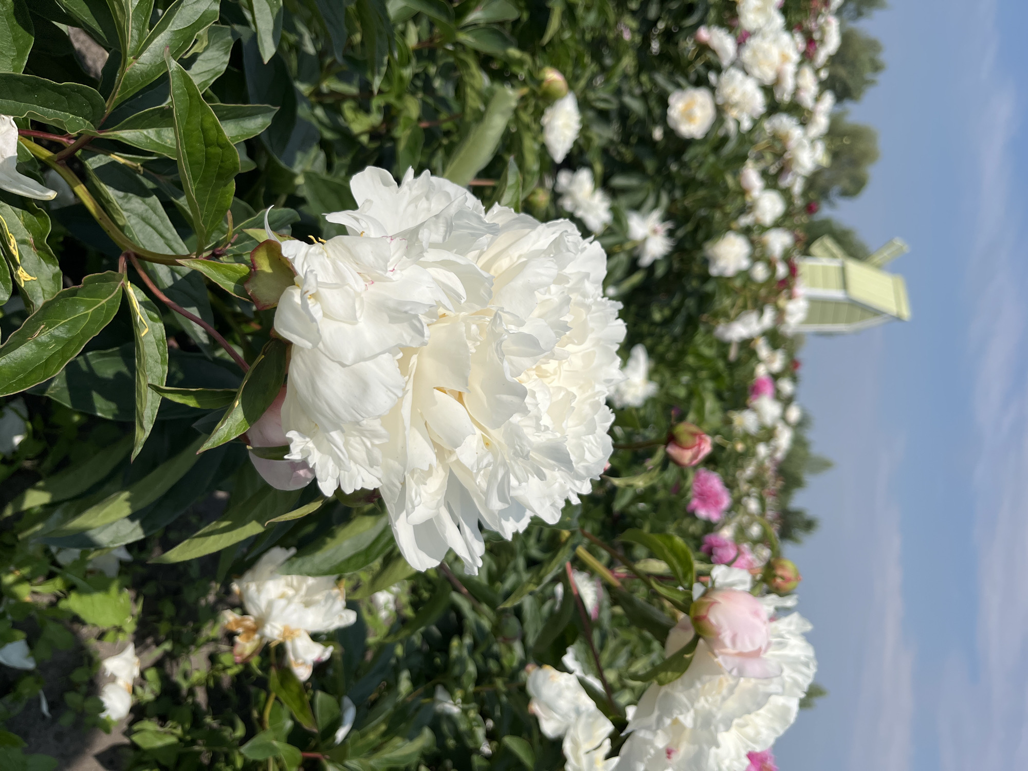 A field of peonies in Severynivka, Ukraine, is captured on a sunny day under a clear blue sky with scattered clouds. The foreground is dominated by a large, fully bloomed white peony with delicate, ruffled petals. Behind it, a dense field of peonies stretches into the distance, with many white and pink blossoms in various stages of bloom. In the background, a small, light green windmill with a darker green roof stands among the trees. The scene depicts a picturesque rural landscape during peony season.