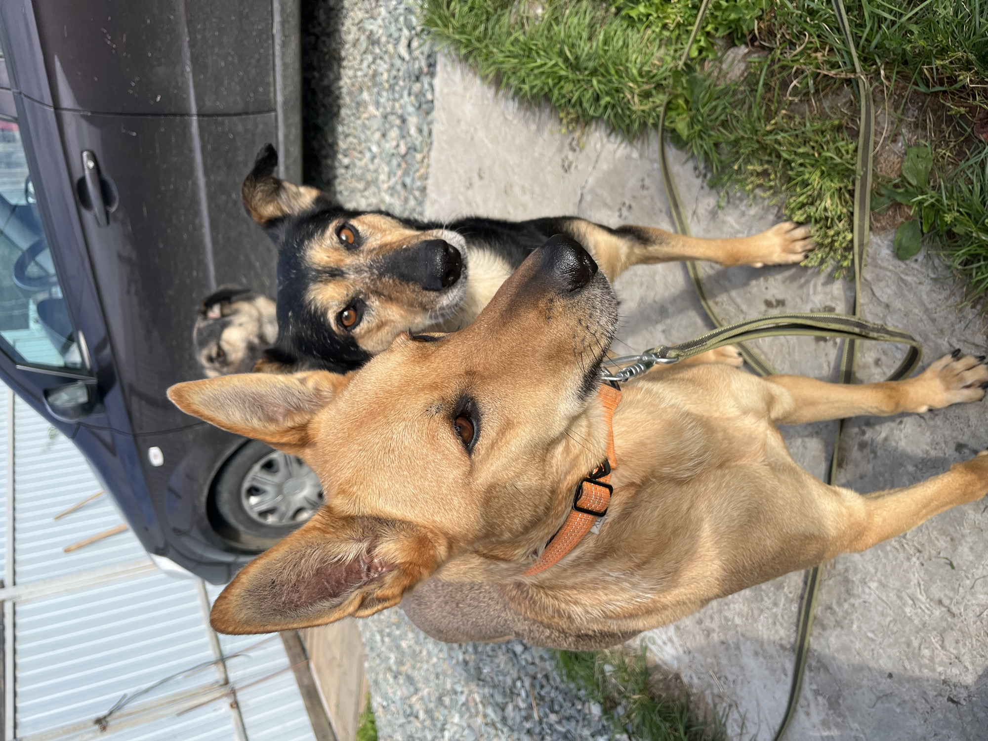 In Nizhny Tagil, Russia, on a sunny day, three dogs are standing on a paved surface near a dark-colored vehicle. The dog in the foreground, a tan German Shepherd mix, wears an orange collar and is leashed. Behind it, a black and tan dog with alert eyes is also visible, and further back, a third dog with lighter fur is partially obscured. The environment appears to be a residential or rural setting, with a light-colored metal fence and gravel in the background. The lighting suggests it is daytime, and the overall atmosphere is casual and outdoor-oriented.