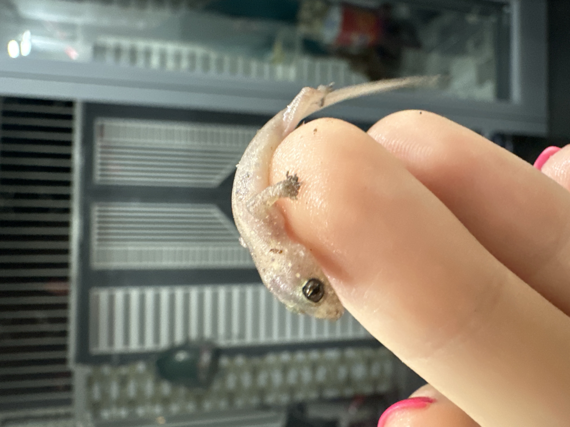 A small, pale gecko is being held between two human fingers. The gecko is light gray in color with a thin tail and tiny limbs. One of its eyes is visible. The fingers holding the gecko are pink-toned, and the fingernails are painted with bright pink polish. The background appears to be the inside of a reptile enclosure, with ventilation holes and possibly other equipment visible. The image does not contain sufficient information to reliably determine the location in Bac Nha Trang Ward, Vietnam.