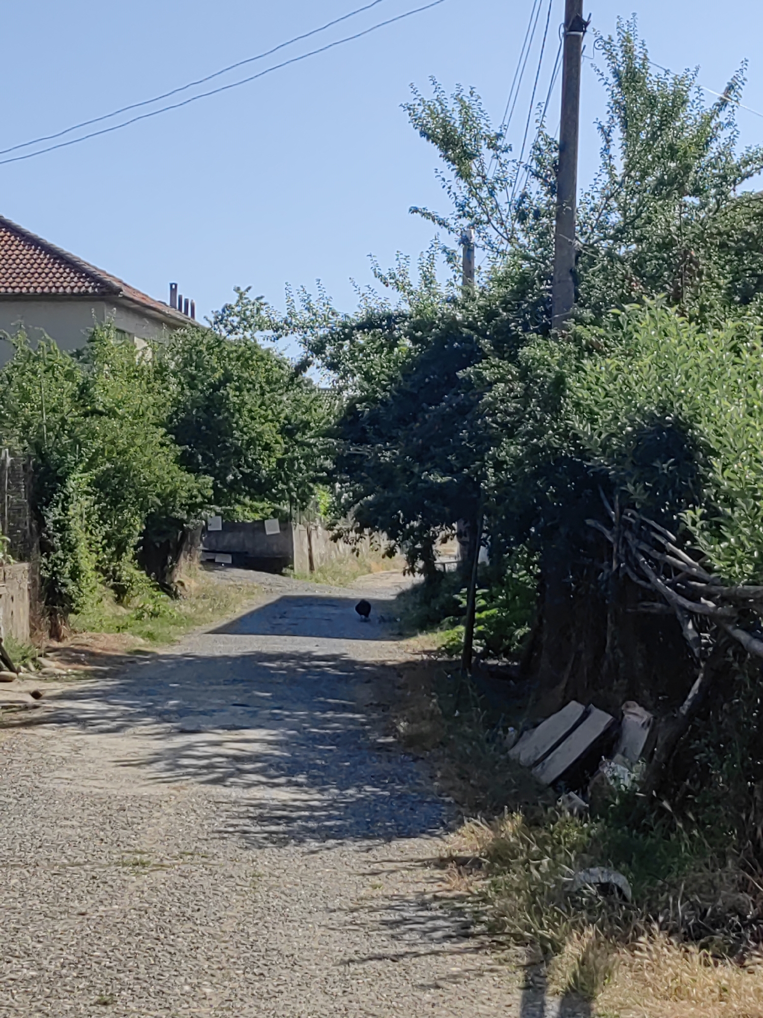 The image depicts a narrow, unpaved road in the village of Djerovo, Bulgaria, under a clear blue sky. Lush green foliage flanks both sides of the road, with mature trees casting dappled shadows on the gravel surface. On the left, a portion of a building with a red tiled roof is visible. A black animal, possibly a bird or a small dog, is present in the middle of the road. The right side of the road features a rough, rustic fence constructed from interwoven branches and a utility pole with overhead wires. Scattered debris, including what appear to be pieces of wood or concrete, is present near the base of the utility pole and the fence. The overall scene suggests a rural, possibly residential, setting in daylight.