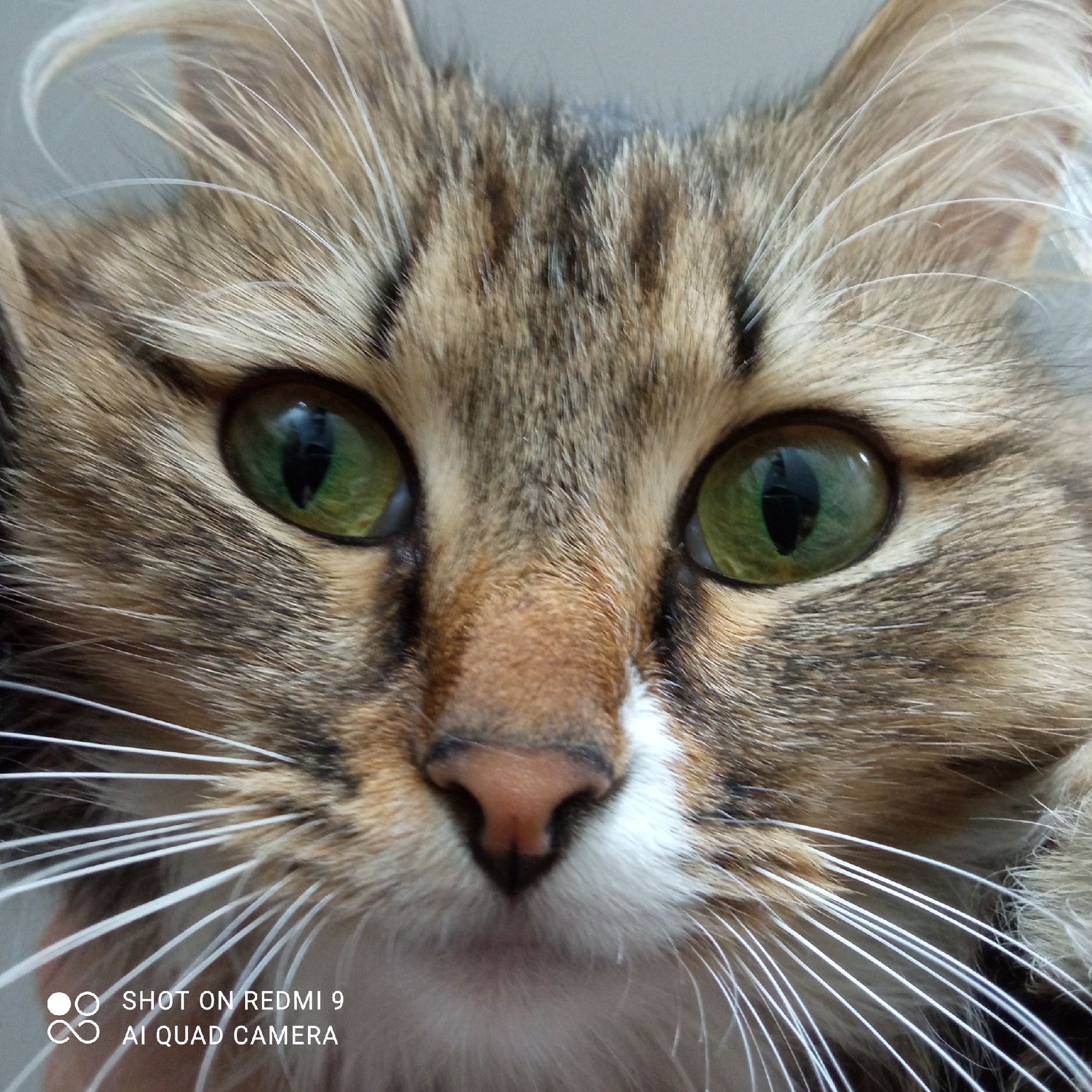A close-up shot shows the face of a tabby cat with green eyes. The cat has brown and tan fur, with white fur around its nose and mouth. White whiskers are visible on both sides of the face. The cat's eyes are large and round, with black pupils. The background is a plain, light color. The image contains a watermark in the bottom left corner that reads "SHOT ON REDMI 9 AI QUAD CAMERA." The location is not identifiable as Chaikovsky, Russia from this image alone.