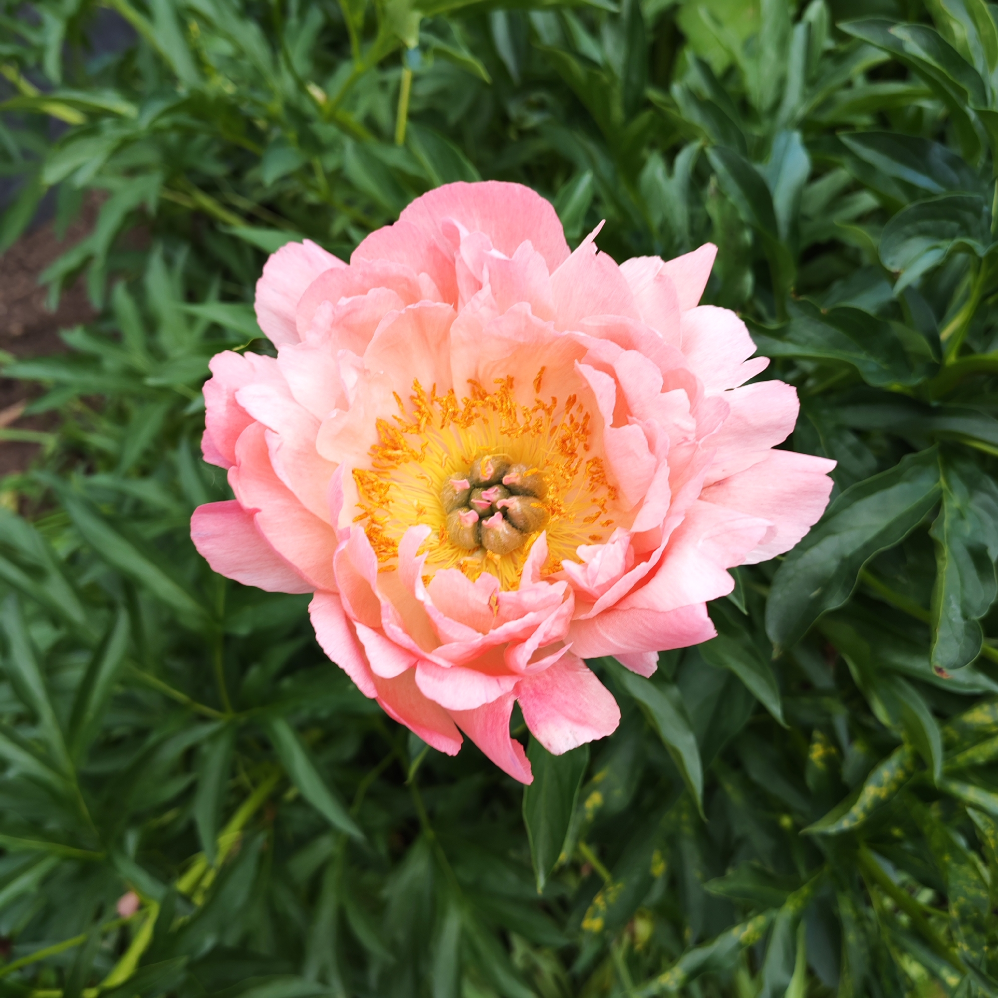 This media file is a close-up, top-down photograph of a single, large, pale pink peony flower in full bloom. The flower is the primary subject, occupying most of the frame. Its petals are soft and ruffled, with a gradient of color ranging from a deep coral-pink at the edges to a lighter, almost peachy hue towards the center. The center of the flower reveals a vibrant yellow stamen and pistil structure, with delicate orange filaments. Some of the pistils are a lighter green, topped with small, rounded stigmas. The flower is set against a background of lush, dark green foliage, which appears somewhat blurred, emphasizing the sharpness of the peony. The leaves are elongated and have a textured appearance. There are no people, text, or specific time of day or weather cues visible in the image. The setting is likely a garden or natural outdoor environment, given the presence of the flower and foliage. The overall mood conveyed is one of natural beauty and tranquility. The location context provided indicates Chaikovsky, Russia.