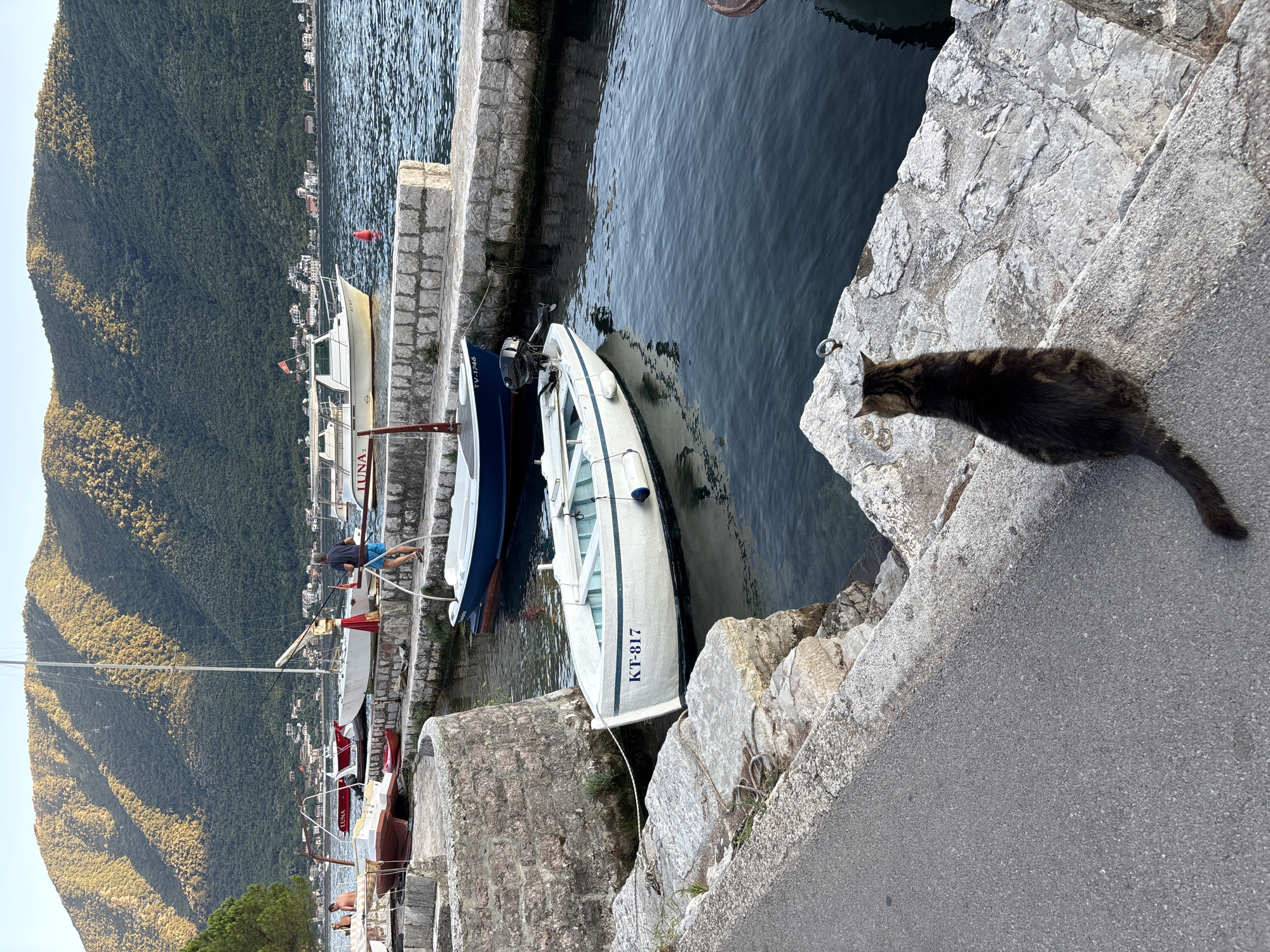 A tabby cat sits on a stone embankment in Perast, Montenegro, facing the water. The cat is viewed from behind, showing its striped tail and back. Several boats are moored along the stone quay. A white boat with "KT-817" visible on its side is in the foreground, with a dark blue boat next to it. Further in the background, a larger white boat with a red stripe and a white sailboat are visible. Beyond the boats, a body of water stretches towards a verdant, tree-covered mountain range with houses dotting its lower slopes. The sun casts long shadows on the mountain. A man in blue shorts and a dark t-shirt is visible on the quay near the sailboat, holding a fishing rod.
