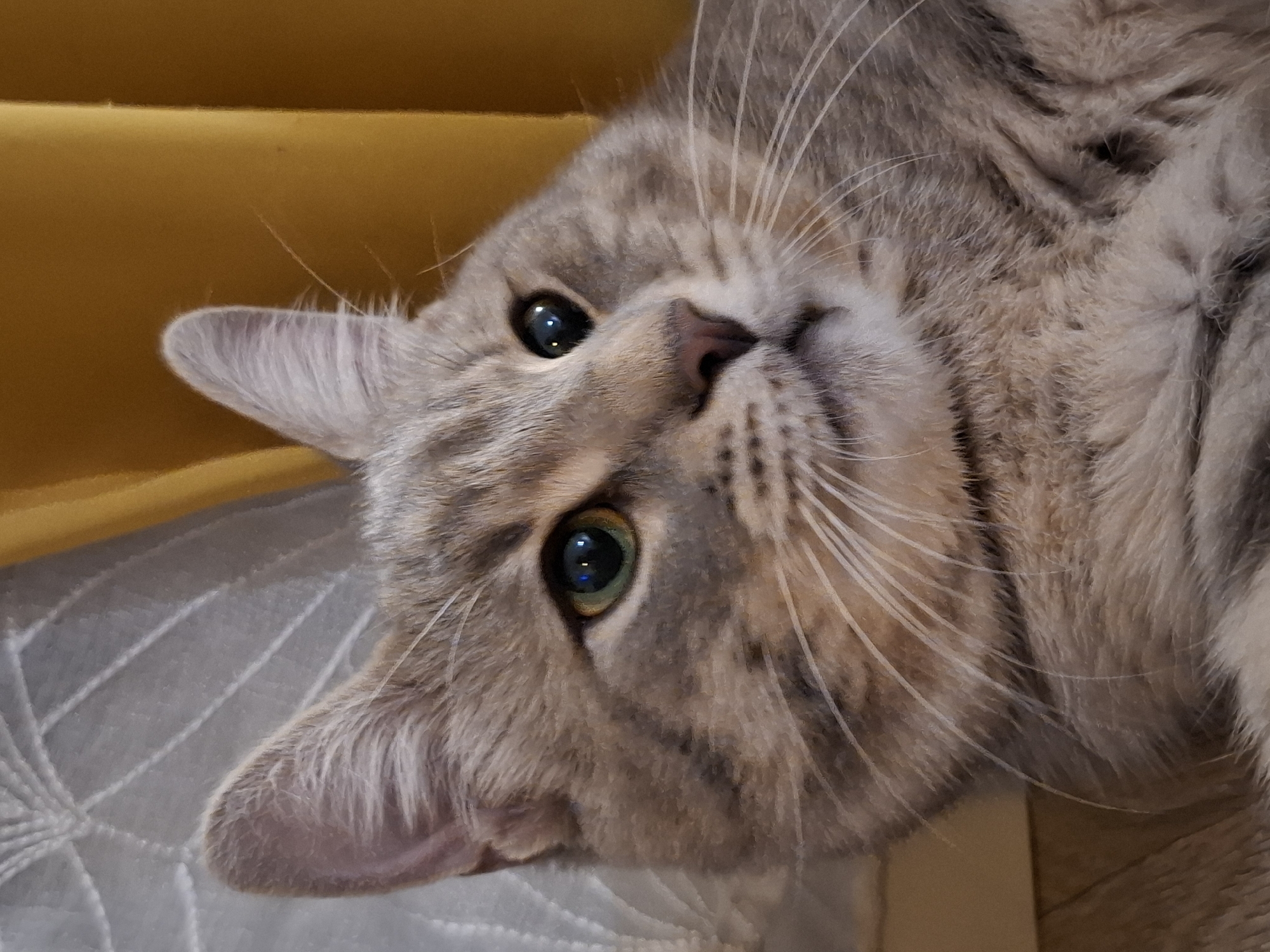 A close-up, head-and-shoulders shot captures a domestic cat with tabby markings and green eyes. The cat's fur is a mix of gray, brown, and cream, with darker stripes accentuating its features. Its gaze is directed off-camera to the right. The background features draped yellow curtains and a textured white fabric, suggesting an indoor setting. The lighting is soft, highlighting the cat's fur and the subtle reflections in its eyes. The scene is devoid of any human presence or specific geographic indicators tying it to Zemun Urban Municipality, Serbia.