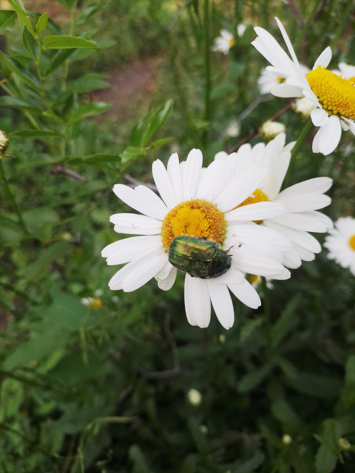 The image presents a close-up, vertically oriented outdoor scene in Ustyvytsia, Ukraine. The primary subject is a single, fully bloomed white daisy-like flower, likely a Shasta daisy or similar _Leucanthemum_ species, positioned prominently in the lower-middle portion of the frame. This flower features numerous elongated, bright white ray florets surrounding a distinctly textured, domed, vibrant yellow disc floret center.
Resting stationary on the white petals of this central flower is a small, iridescent metallic green beetle. The beetle's body is oval and exhibits a shimmering green coloration with darker highlights, and it is positioned with its head generally facing the flower's yellow center.
The background is uniformly blurred, consisting of various shades of green foliage, including leaves, stems, and indistinct plant matter, indicative of a garden or natural field setting. Several other white and yellow daisy-like flowers, along with some buds, are visible in the soft-focus background, further establishing the floral environment. The lighting is natural and even, suggesting ambient daylight conditions. No human figures or artificial structures are present.