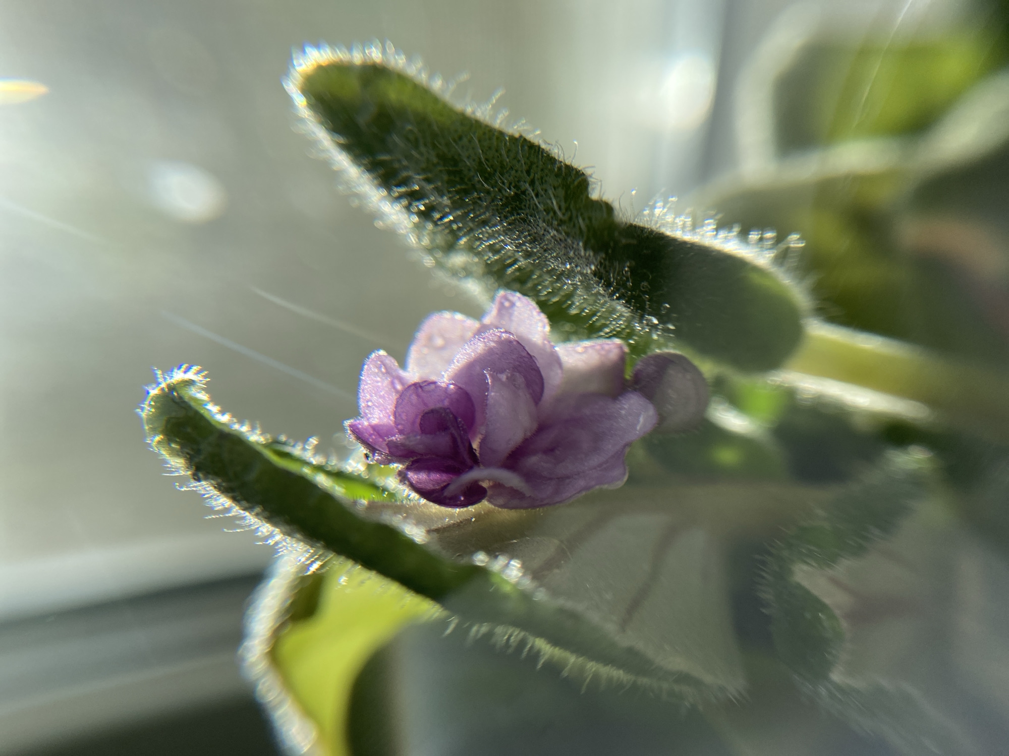A close-up, macro photograph captures a single, delicate purple African violet blossom, adorned with tiny water droplets, in the center of the frame. The flower is surrounded by fuzzy green leaves and stems, with visible hairs that glisten. Sunlight streams in from the upper right, creating lens flares and highlighting the textures of the plant. The background is softly blurred, with hints of green and bright white light. The location is unknown.