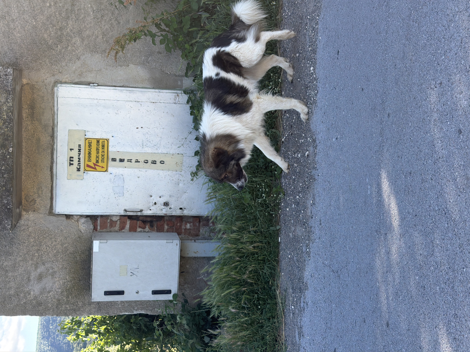 A medium shot captures a large, fluffy dog with brown and white markings walking across a gravelly area adjacent to a paved road. The dog is in profile, facing left, with its head down as if sniffing. Behind the dog, a weathered white metal door is set into a rough-textured concrete wall. A yellow warning sign with a lightning bolt symbol and Bulgarian text is affixed to the door, indicating high voltage and danger to life. To the left of the door is a grey electrical box mounted on the wall. Overgrown green grass and weeds are visible between the dog and the building. In the background, green trees and hills are visible under a bright sky. The scene appears to be an outdoor, possibly rural or semi-urban, location. The text on the sign suggests the location is near Kamchiya, Bulgaria.