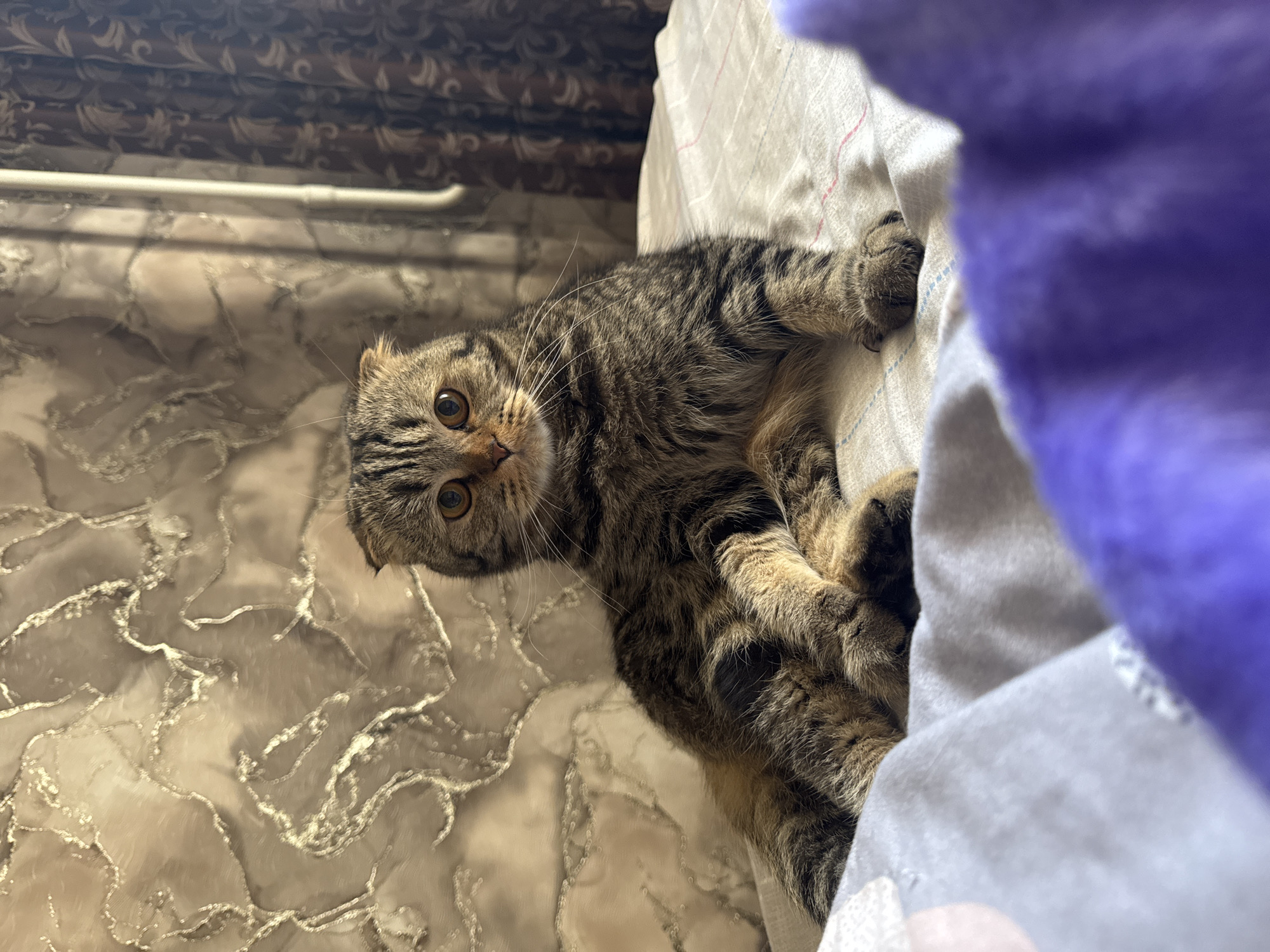 A brown tabby cat with folded ears is lying on a patterned surface, possibly a bed or floor. The cat is looking up towards the camera with round, amber eyes. A white and light blue cloth is partially visible to the right of the cat, along with a purple object in the upper right corner of the image. A horizontal, white object is visible near the top left corner of the frame. The background surface appears to have a marble-like texture. There is no indication of the location being Chaikovsky, Russia.