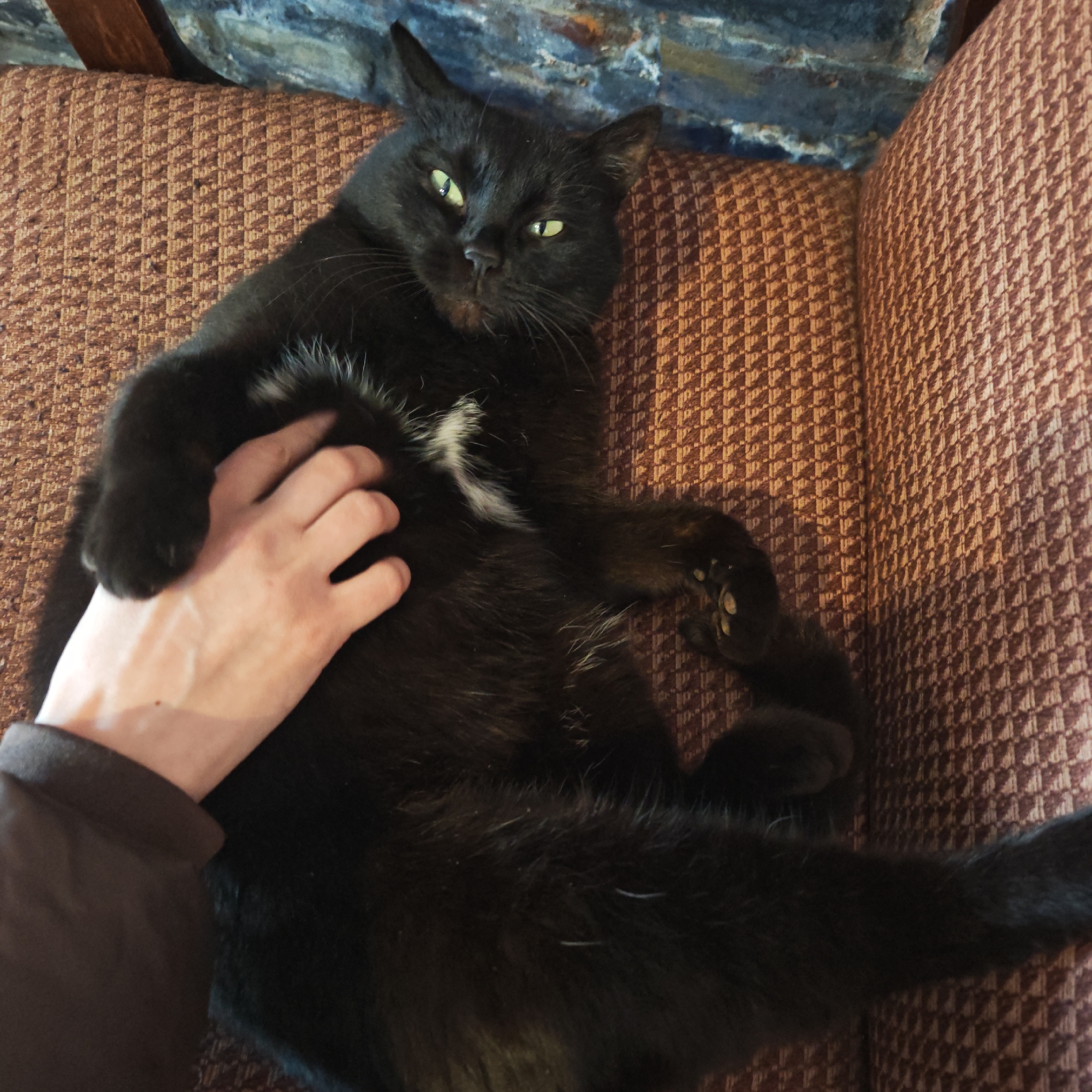 A person's hand is petting a black cat lying on a patterned, possibly brown, upholstered chair. The cat has green eyes and a small patch of white fur on its chest. The chair is positioned near a brick wall or structure. The location is in the city of Unknown, Unknown.