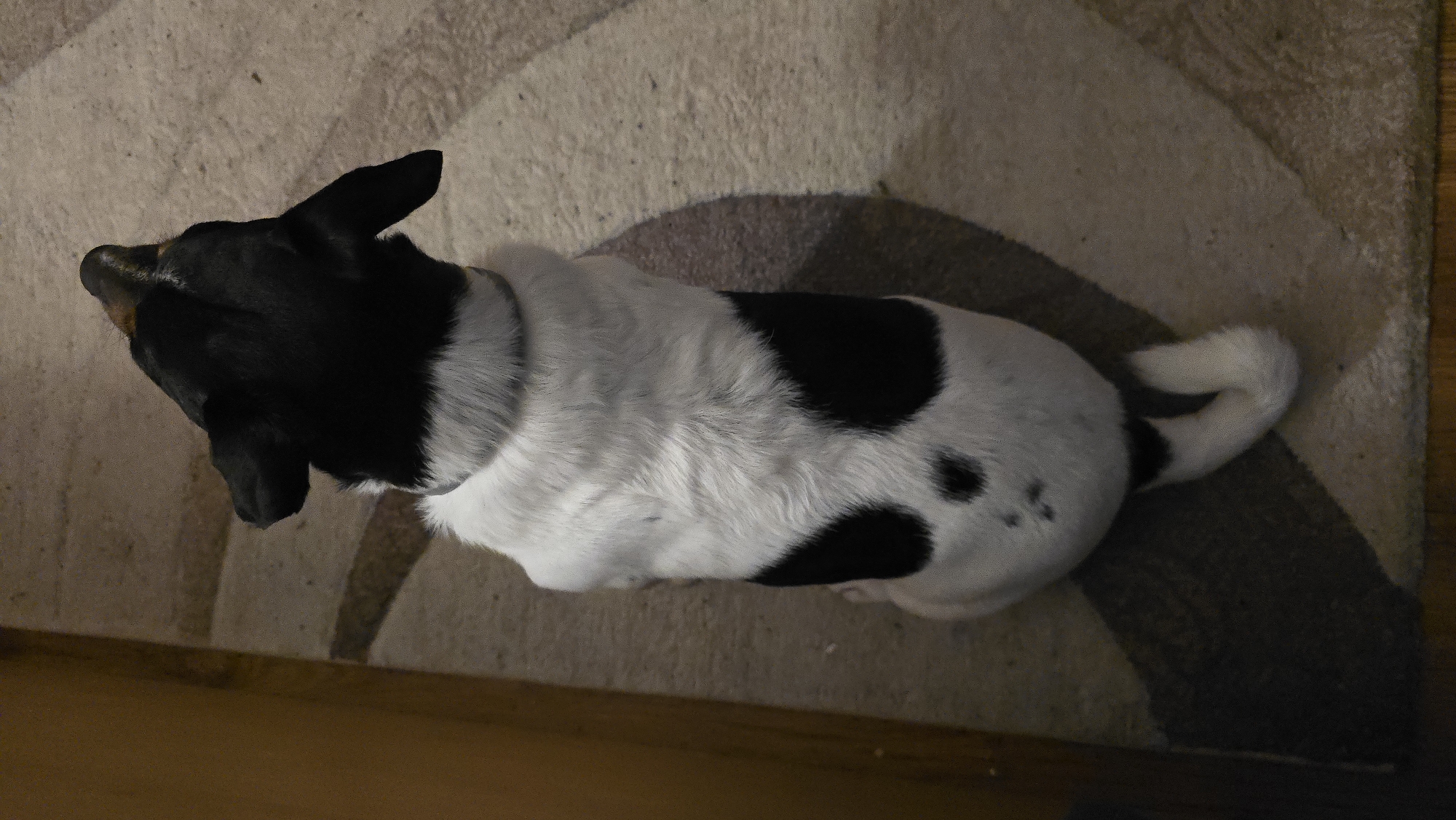 A black and white Jack Russell Terrier dog is sitting on a carpeted floor, facing away from the camera. The dog has black markings on its head and body, and white fur elsewhere. The carpet has a light-colored pattern with beige and brown tones. To the left of the dog, a wooden surface, likely furniture or a wall, is visible. The lighting appears to be artificial, casting shadows on the floor. The scene is indoors, in an unspecified location within the city of Unknown, Unknown.