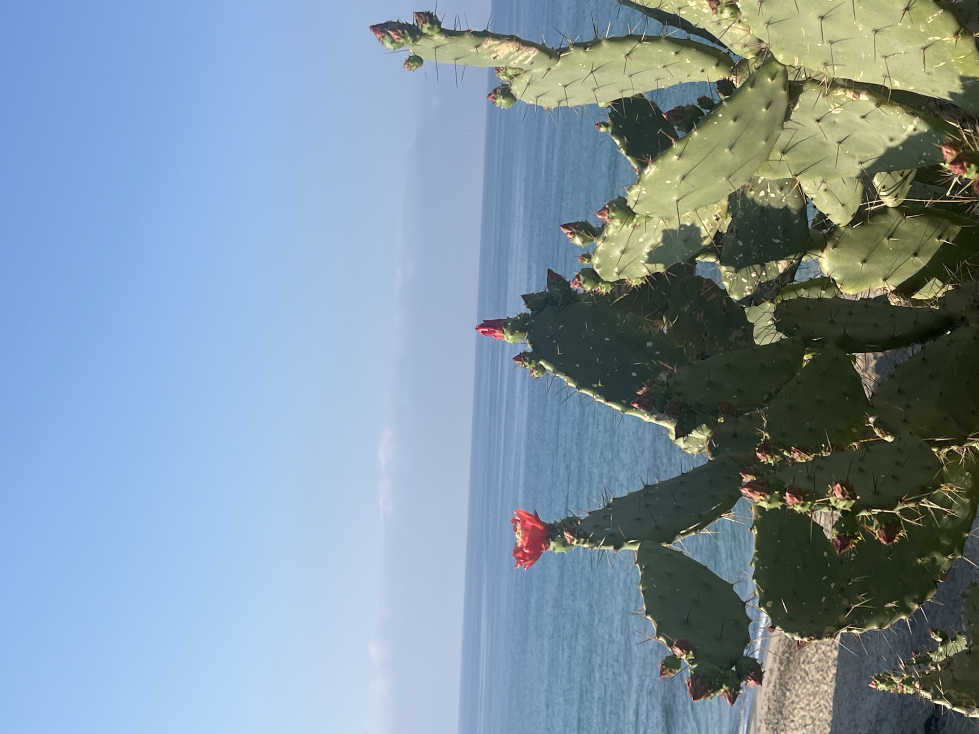 The image displays a vibrant coastal landscape, oriented vertically with a clear blue sky and ocean filling the left side, and a large prickly pear cactus dominating the right side. The sky is a uniform, light blue, stretching towards a distant horizon line where it meets the calm, cerulean waters of the sea. The ocean appears tranquil, with subtle variations in blue suggesting depth and gentle movement.
In the foreground, a healthy prickly pear cactus (Opuntia) features numerous large, flat, green pads. These pads are covered with prominent spines and smaller glochids, and several bright red to reddish-orange flowers and buds are blooming or preparing to bloom on various pads, adding splashes of color to the green foliage. Sunlight casts clear shadows on the cactus, indicating a bright, sunny day, likely during the mid-morning or afternoon. Some of the cactus pads exhibit lighter, possibly sun-bleached or textured patches.
At the very bottom right, a narrow strip of sandy or rocky shoreline is visible beneath the dense cactus growth, hinting at a beach setting. No human activity or visible text is present. The scene conveys a sense of natural beauty and tranquility in a warm, sunny environment, consistent with a Mediterranean coastal location like Alanya, Turkey.