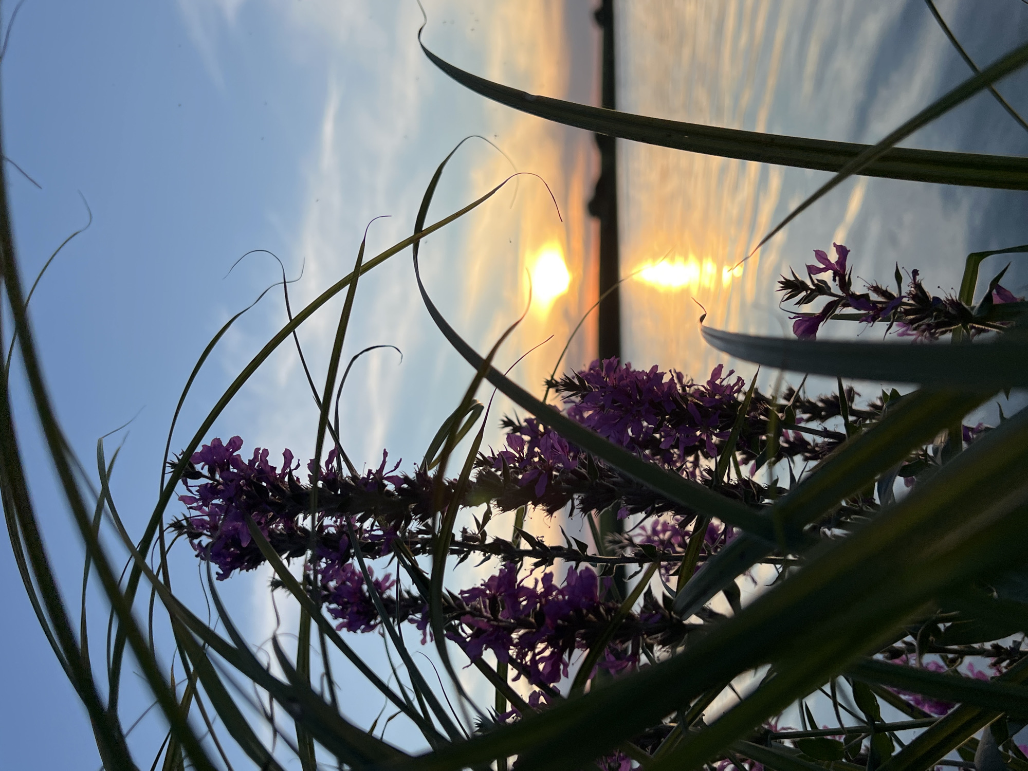 This is a vertical, close-up shot of purple flowers and green grass blades in the foreground, obscuring part of the background. The background depicts a body of water, likely a river or lake, at sunset. The sun is a bright, glowing orb on the horizon, casting a golden reflection on the rippling water. The sky is a gradient of blue, fading into orange and pink hues near the horizon, with wispy clouds. The scene is likely located near the city of Mateushivka, Ukraine.