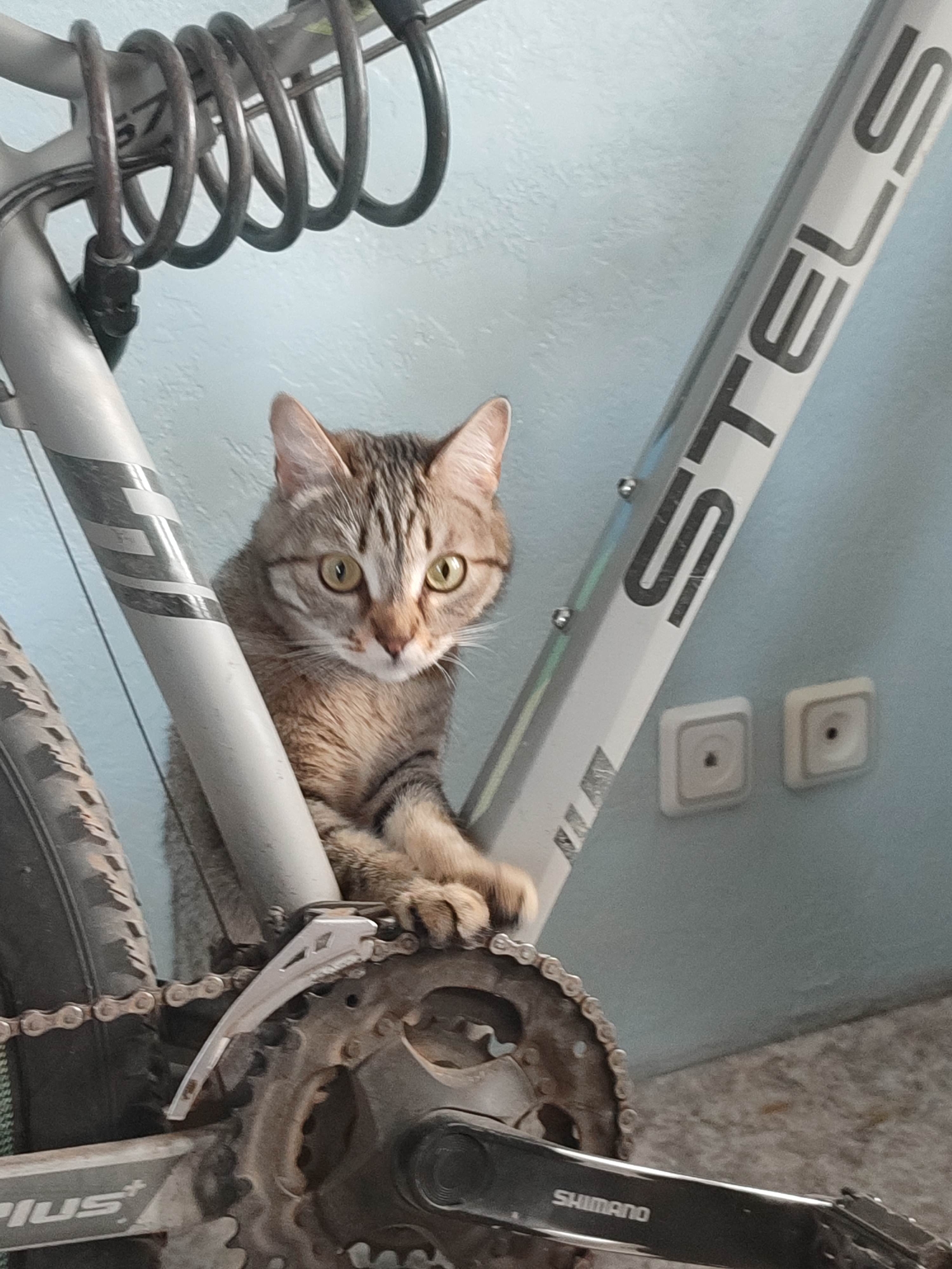 A brown tabby cat is perched on the chainring of a silver mountain bicycle. The bicycle frame is labeled "STELS" in bold, dark lettering. The bicycle's chain and chainrings are visibly dirty, and the word "SHIMANO" is visible on the crank arm. A coiled metal bicycle lock is attached to the frame near the handlebars. The background is a light blue wall with two electrical outlets visible. The location in the city is Unknown, Unknown.