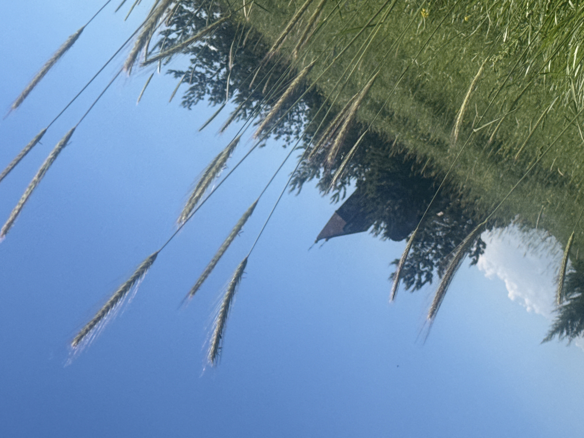 A low-angle outdoor medium shot captures a grassy field under a clear blue sky, with the heads of tall grass and wheat stalks in sharp focus in the foreground, appearing as if they are blowing in the wind against the bright sky. In the mid-ground, a dark evergreen tree with a pointed roof structure, possibly a small church or gazebo, is partially visible. The scene is tilted, suggesting movement or an unconventional perspective. The overall lighting indicates a sunny day, casting no discernible shadows. The image does not contain any people or animals.