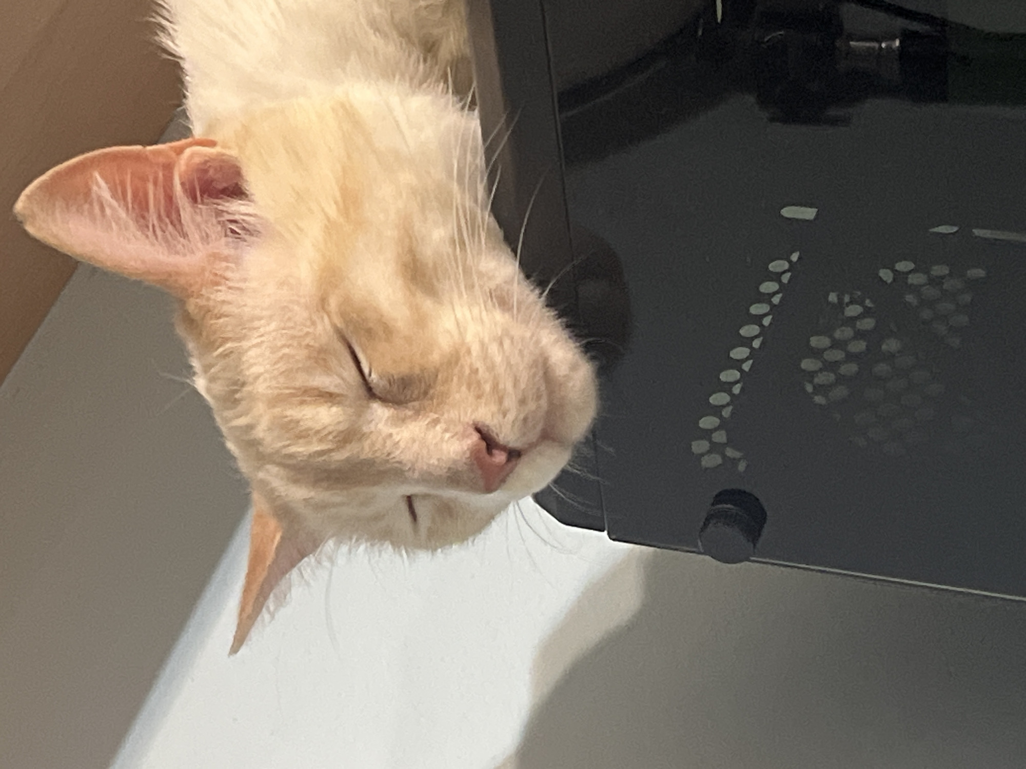 A light orange tabby cat is sleeping on top of a black computer tower. The cat's eyes are closed, and its head is resting on the edge of the tower. The cat's fur is light orange with darker tabby markings. The computer tower is black and appears to be made of metal. The background is a plain white wall. There is a shadow cast on the wall to the left of the cat. The image is a close-up shot, focusing on the cat and the top of the computer tower. The location in Sochi, Russia is not specified in the image or its metadata.