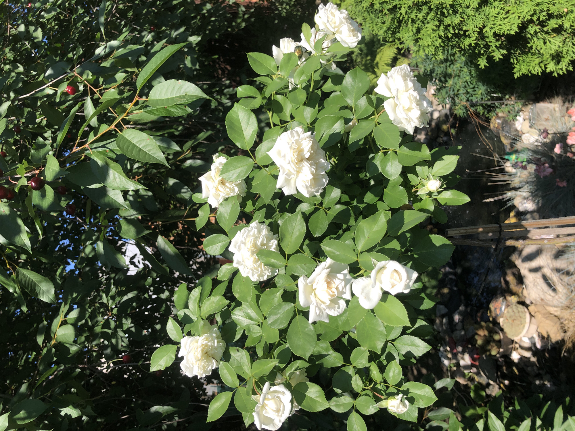 In Radomyshl, Ukraine, a close-up shot captures a blooming rose bush with numerous white roses and lush green leaves bathed in bright sunlight. Above the rose bush, branches of a cherry tree are visible, adorned with a few ripe red cherries. The background reveals more greenery, including a dense evergreen bush, and hints of a garden setting with stones and what appears to be a small water feature.
