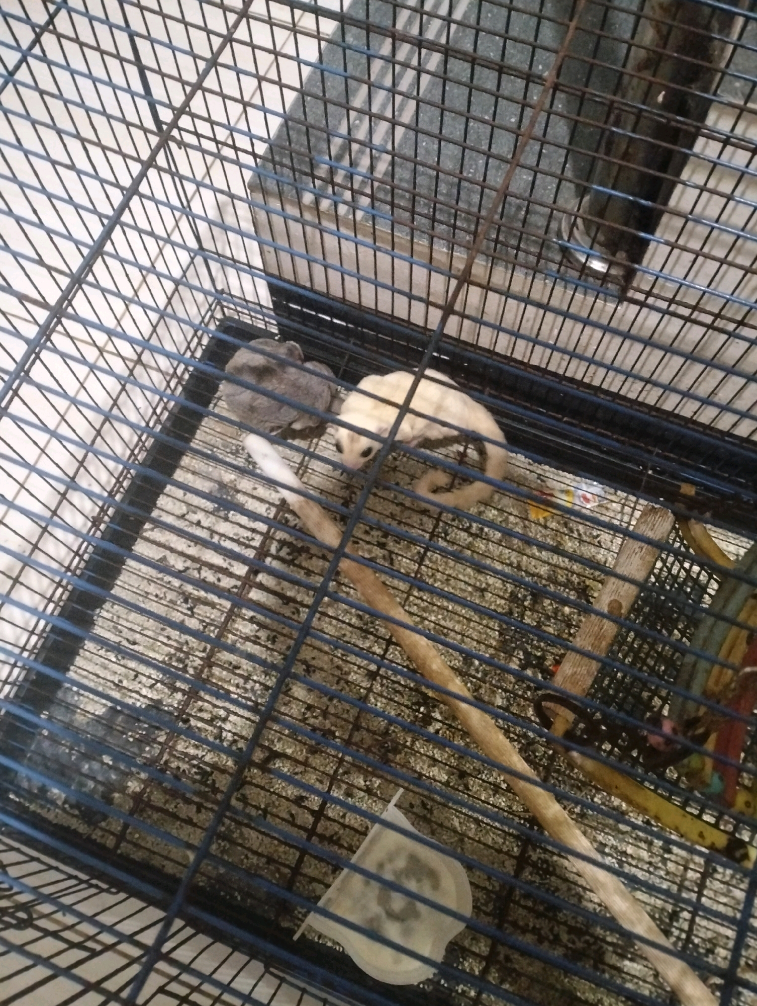 The image shows two small animals, likely sugar gliders, inside a wire cage. One animal is a darker grey, and the other is a lighter cream or white color. They are situated on the cage floor, which is covered in bedding material. A thin, light-colored wooden stick runs diagonally across the cage. In the background, some colorful toys or accessories are visible within the cage. The cage itself has a blue frame and dark grey wires. The overall impression is of a pet enclosure. The location is specified as Klecorejo, Indonesia.