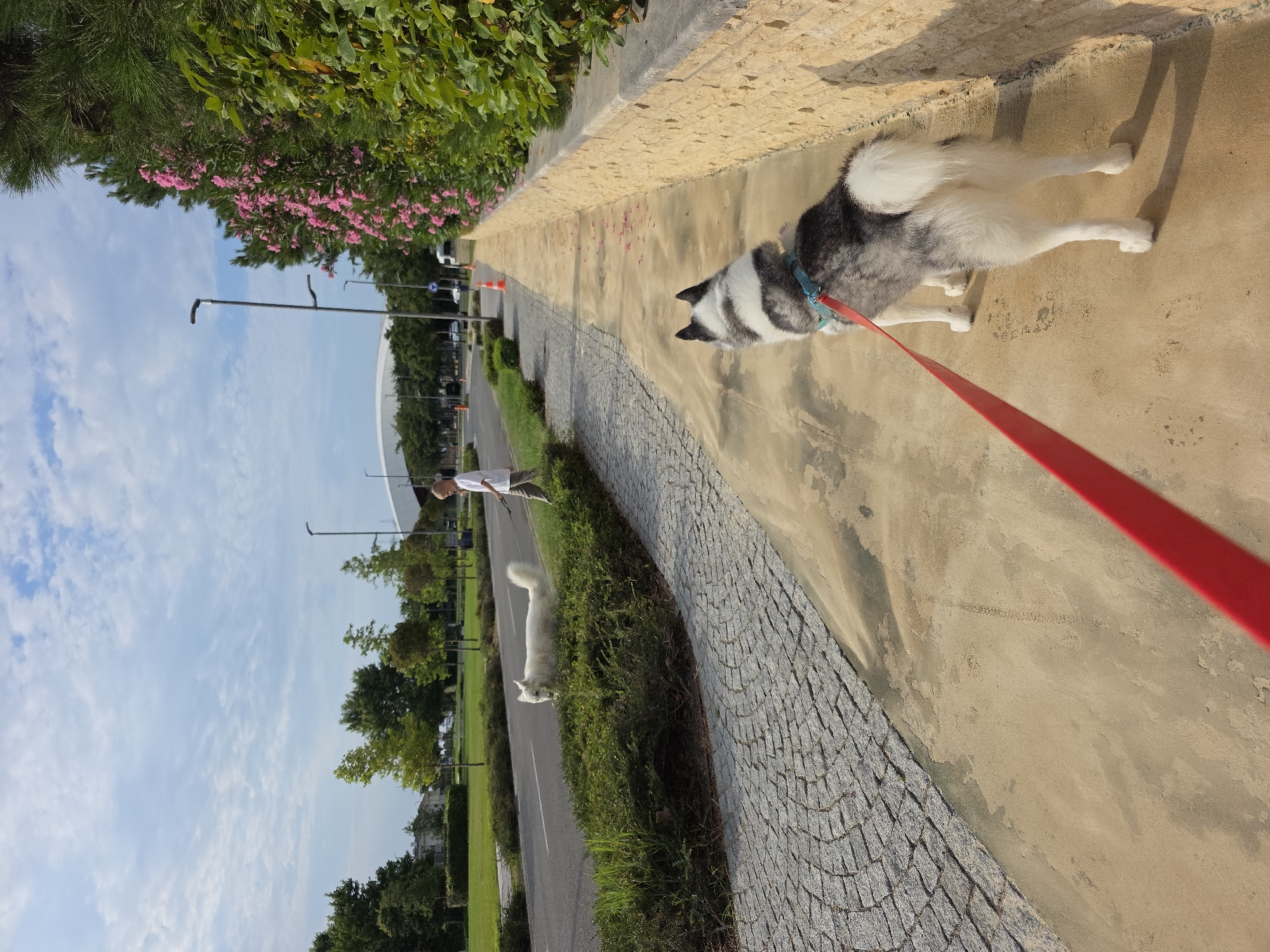 In Surakhany Raion, Azerbaijan, a Siberian Husky on a red leash walks along a paved sidewalk. To its left, a white dog, possibly also a husky, stands in a patch of green bushes beside a paved road. Further down the road, a child in a white shirt and brown pants walks their dog, which is partially obscured by the bushes. The environment includes trees, streetlights, and a beige stone wall on the right side of the sidewalk. The sky is blue with scattered white clouds, and pink flowers are visible on a green bush.