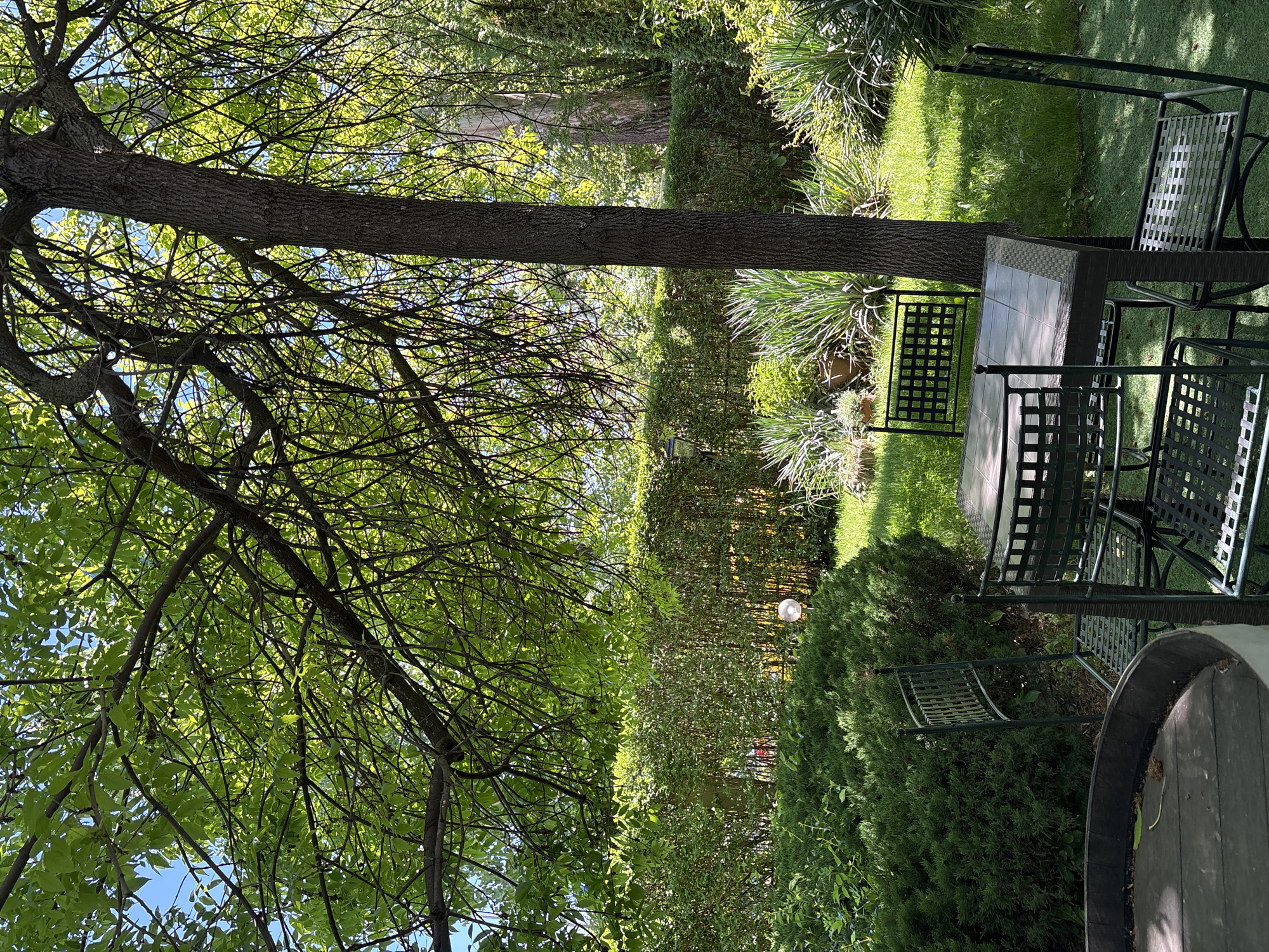 The image shows a green outdoor setting with a prominent tree on the left side, its branches extending across the upper portion of the frame. A table and chairs are positioned on the right side of the image, with a barrel visible in the lower right corner. Various plants, hedges, and grassy areas complete the scene. Given the details provided, the location is in the city of Sofia, Bulgaria, but without further identifying features in the scene, the precise location within the city remains unknown.