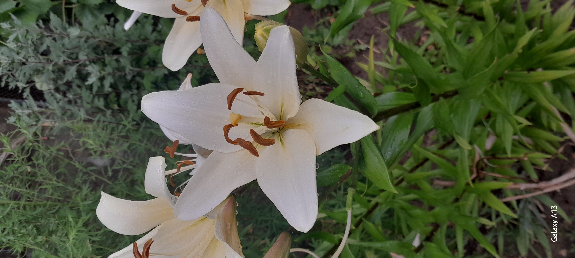 A white lily with water droplets is in the foreground, its petals spread open to reveal its stamen and pistil. In the background, green foliage and some soil are visible. The image is a close-up shot, and the camera is positioned slightly above the flower. A portion of a cell phone's watermark, "Galaxy A13," is visible in the bottom left corner of the image.