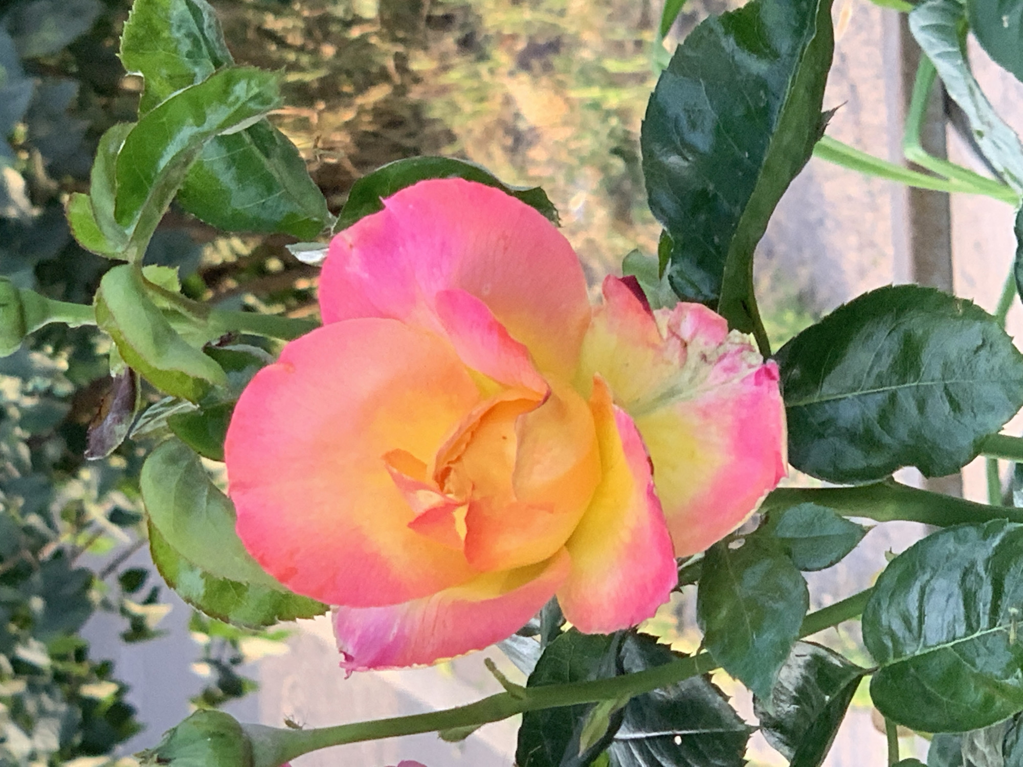 An up-close, vertical shot captures a multi-colored rose in bloom, its petals transitioning from a vibrant yellow at the center to a soft pink at the edges. The rose is surrounded by dark green leaves and stems, with a hint of a rosebud visible on the left side. The background is softly blurred, suggesting an outdoor garden setting with diffused sunlight filtering through the foliage.