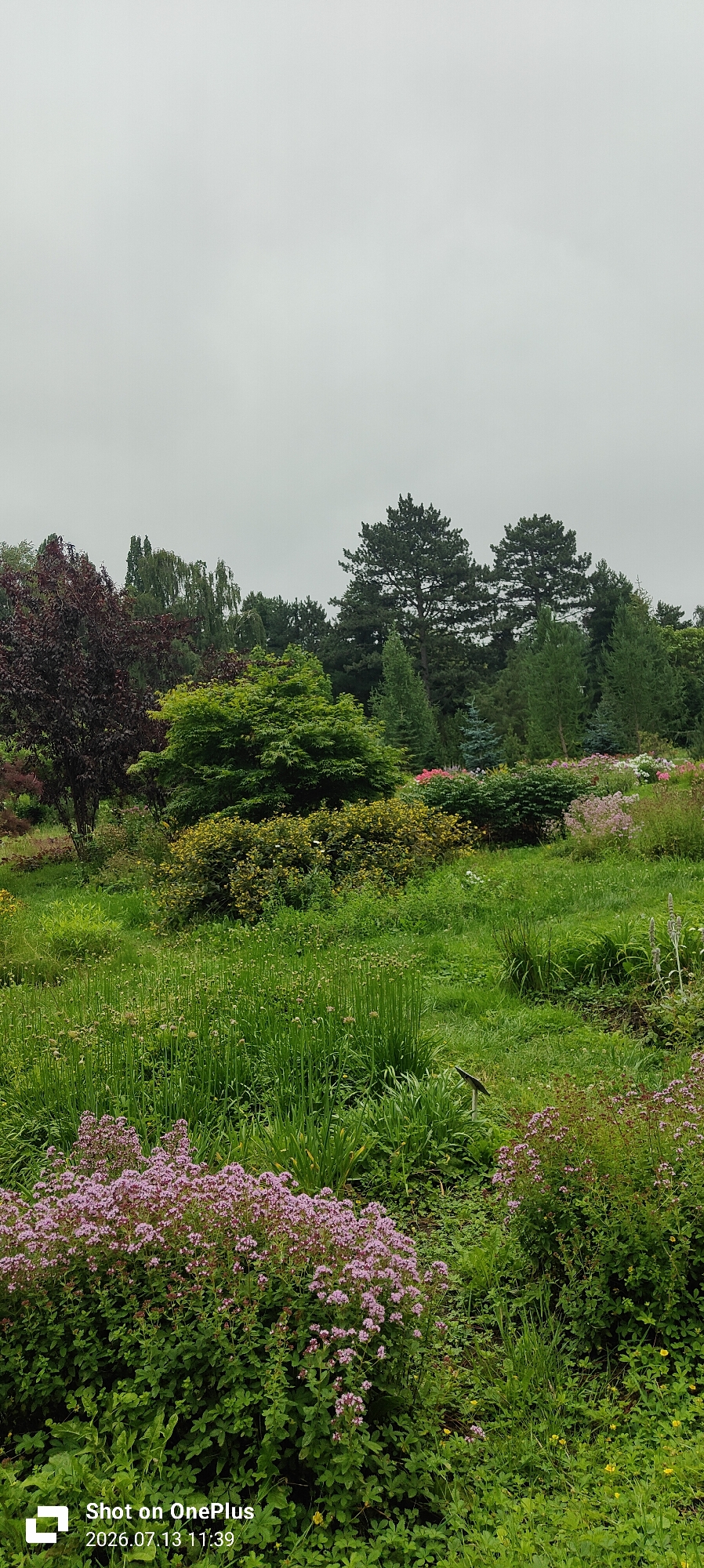 The image depicts a lush, green botanical garden under an overcast sky. The foreground is dominated by a dense patch of flowering plants with small, pink blossoms, interspersed with tall, green stalks. To the left, a mature tree with dark red foliage stands out against the vibrant green of other vegetation. In the midground, a large, rounded tree with bright green leaves is prominent, surrounded by a variety of shrubs and flowering plants in shades of yellow, pink, and white. The background features a dense arrangement of various trees, including tall pines and deciduous species, creating a natural forest-like border. The overall impression is one of a well-maintained and diverse garden landscape. Based on the visible timestamp and location data, this image was captured on July 13, 2026, at 11:39 AM, and was "Shot on OnePlus." No specific location in Kaliningrad, Russia is discernible from the image itself.