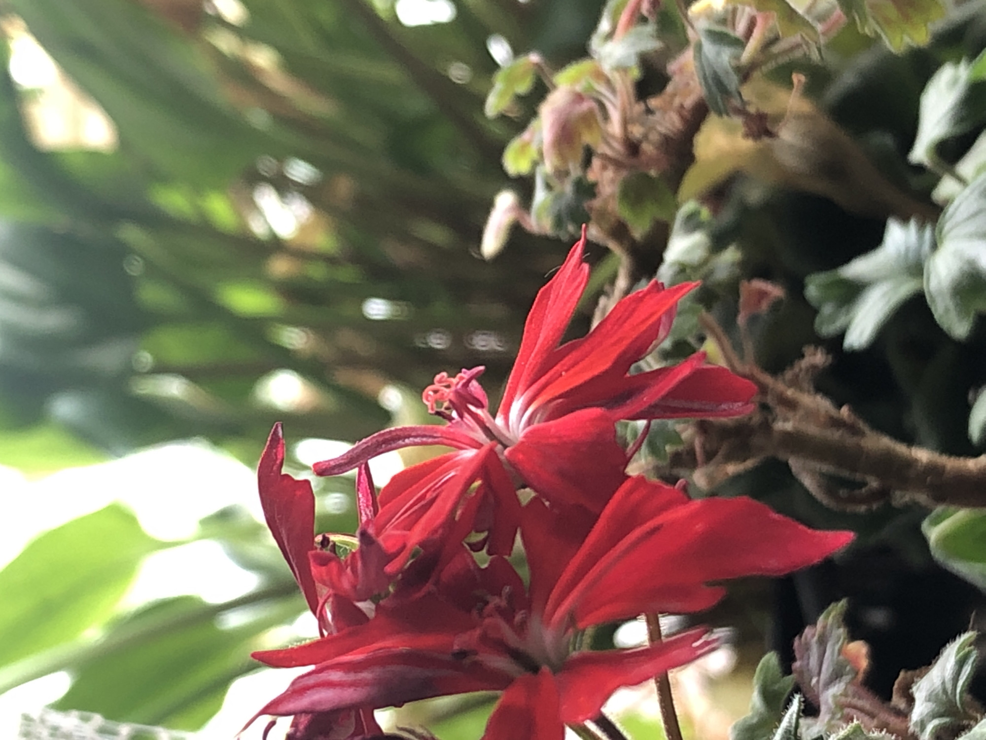 The image is a close-up, low-angle shot of vibrant red flowers with delicate, wispy petals. The flowers appear to be part of a plant with a somewhat woody stem. The background is a blur of green foliage and soft, out-of-focus bokeh lights, suggesting an outdoor or well-lit indoor setting. The lighting is natural and illuminates the red petals, highlighting their texture and form. There are no people or specific city landmarks visible in the image, making it impossible to determine its location within Пионерский, Russia.