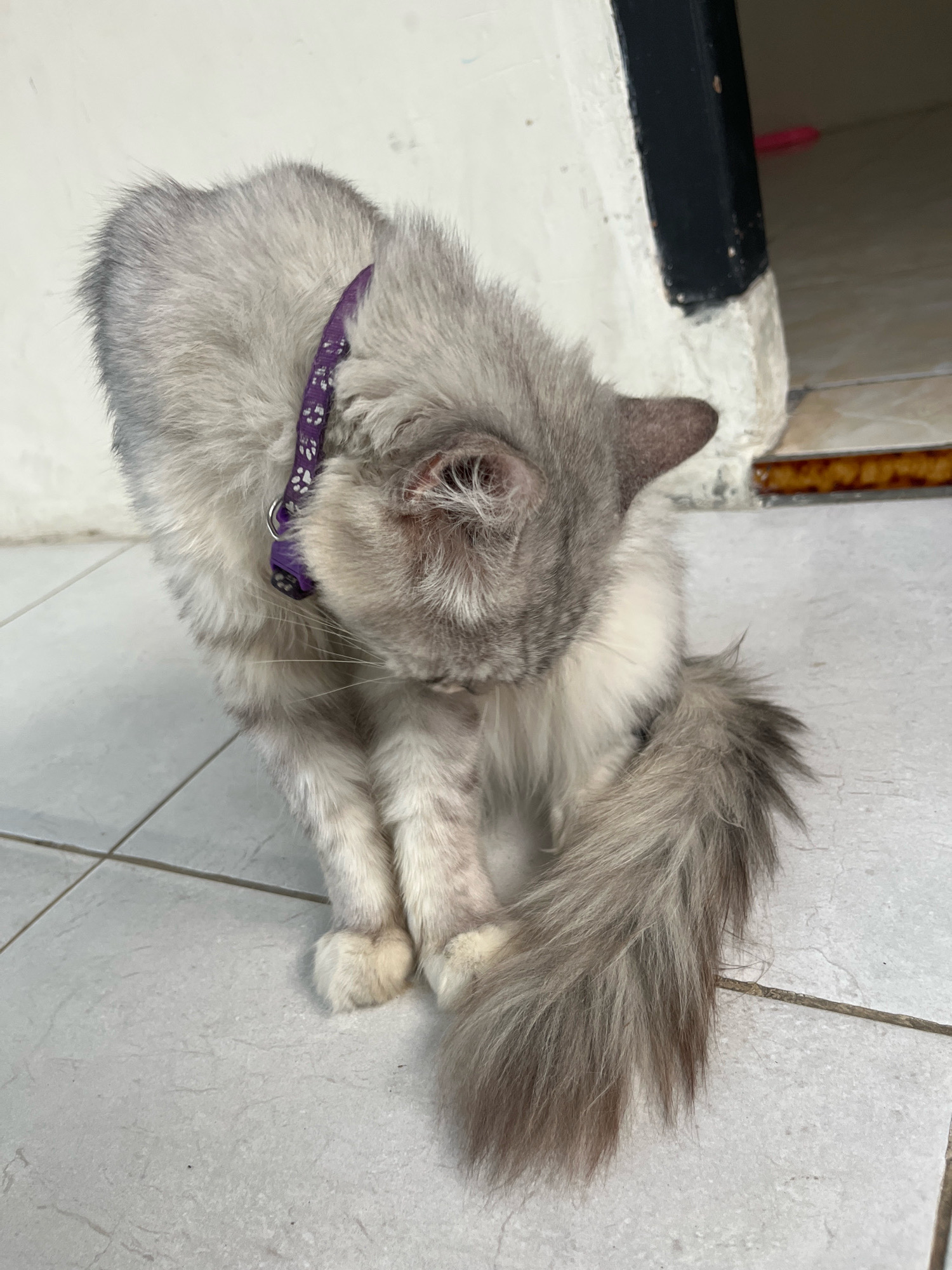 A fluffy, grey and white cat with a purple collar is grooming itself on a tiled floor. The cat is positioned in the center of the frame, with its head bent down towards its chest. Its tail, which is long and bushy, curls around its body. The background shows a portion of a wall and a doorway. The environment appears to be indoors, possibly a residential area in Jatirogo, Indonesia, as indicated by the tiling and wall construction.