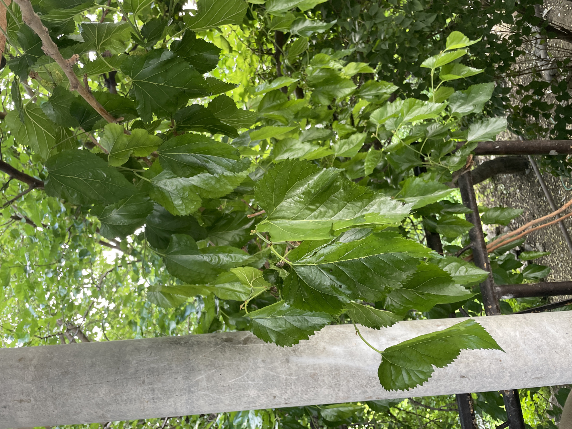 A close-up, eye-level shot focuses on a cluster of vibrant green mulberry leaves on a tree branch, positioned to the right of a large, textured concrete pillar. The leaves are broad with serrated edges and prominent veins, some appearing slightly wet. The background is a blur of more greenery and branches, with glimpses of a dark metal railing and dry ground with scattered debris, suggesting an outdoor, potentially urban environment like Khadzhalmakhi, Russia. No people or animals are visible in the frame.