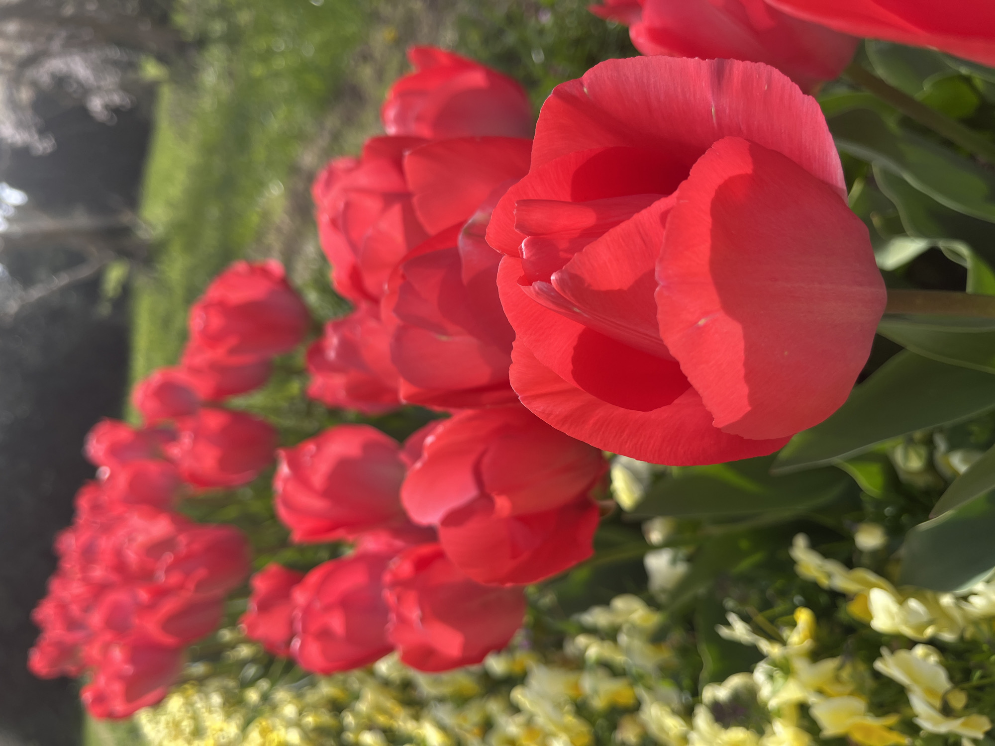 The image shows a row of red tulips in a garden setting. The tulips are in various stages of bloom, with some fully open and others still closed. Yellow flowers are visible at the base of the tulips. In the background, there is blurred greenery and a glimpse of a tree. The location is not definitively identifiable as Varna, Bulgaria from the visual data alone.