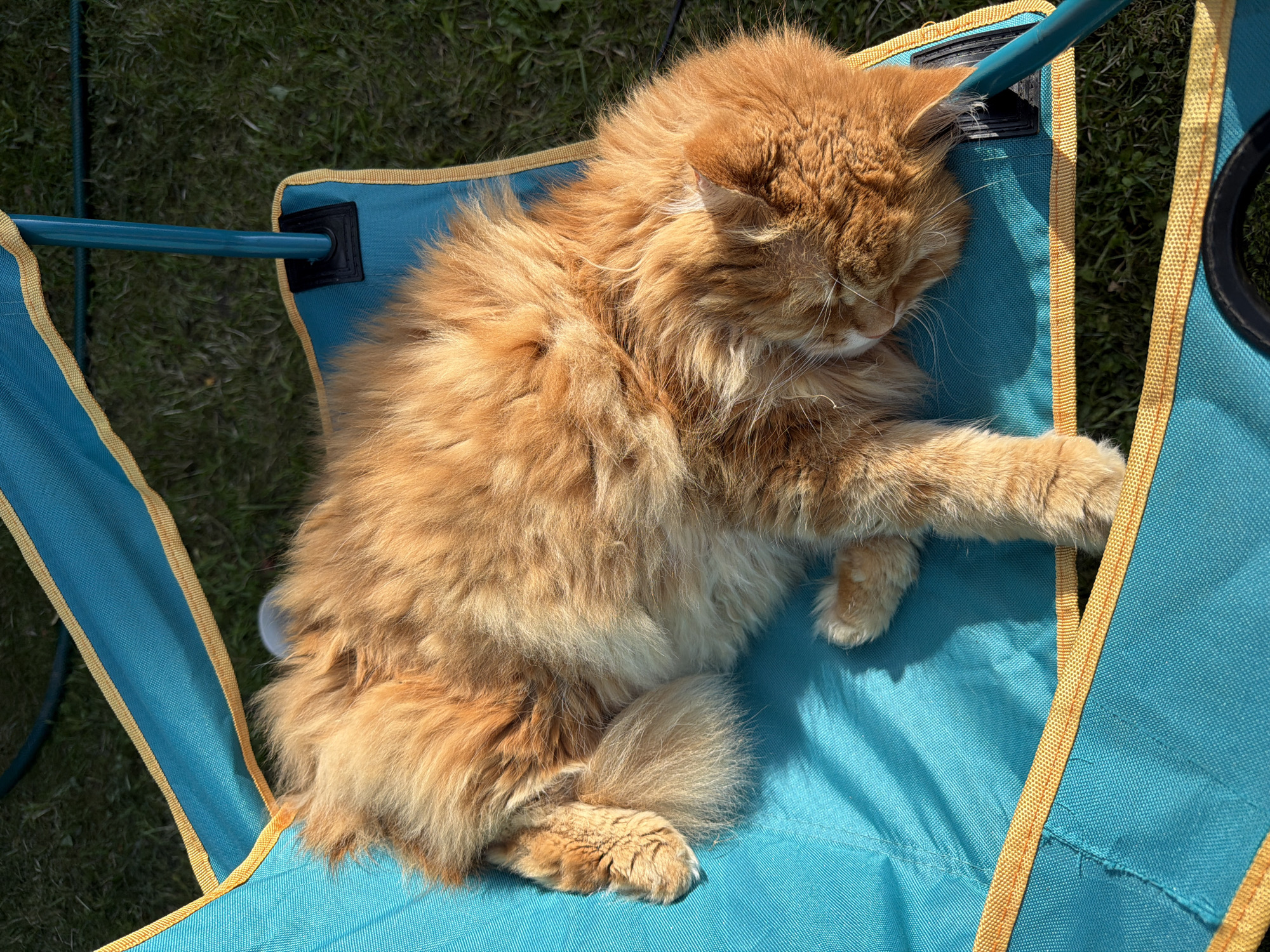 A fluffy orange cat sleeps on a teal and yellow camping chair in Peniki, Russia. The chair is set on green grass. The cat is curled up, with its head resting on the chair and its tail wrapped around its body. Sunlight casts shadows on the chair and cat.